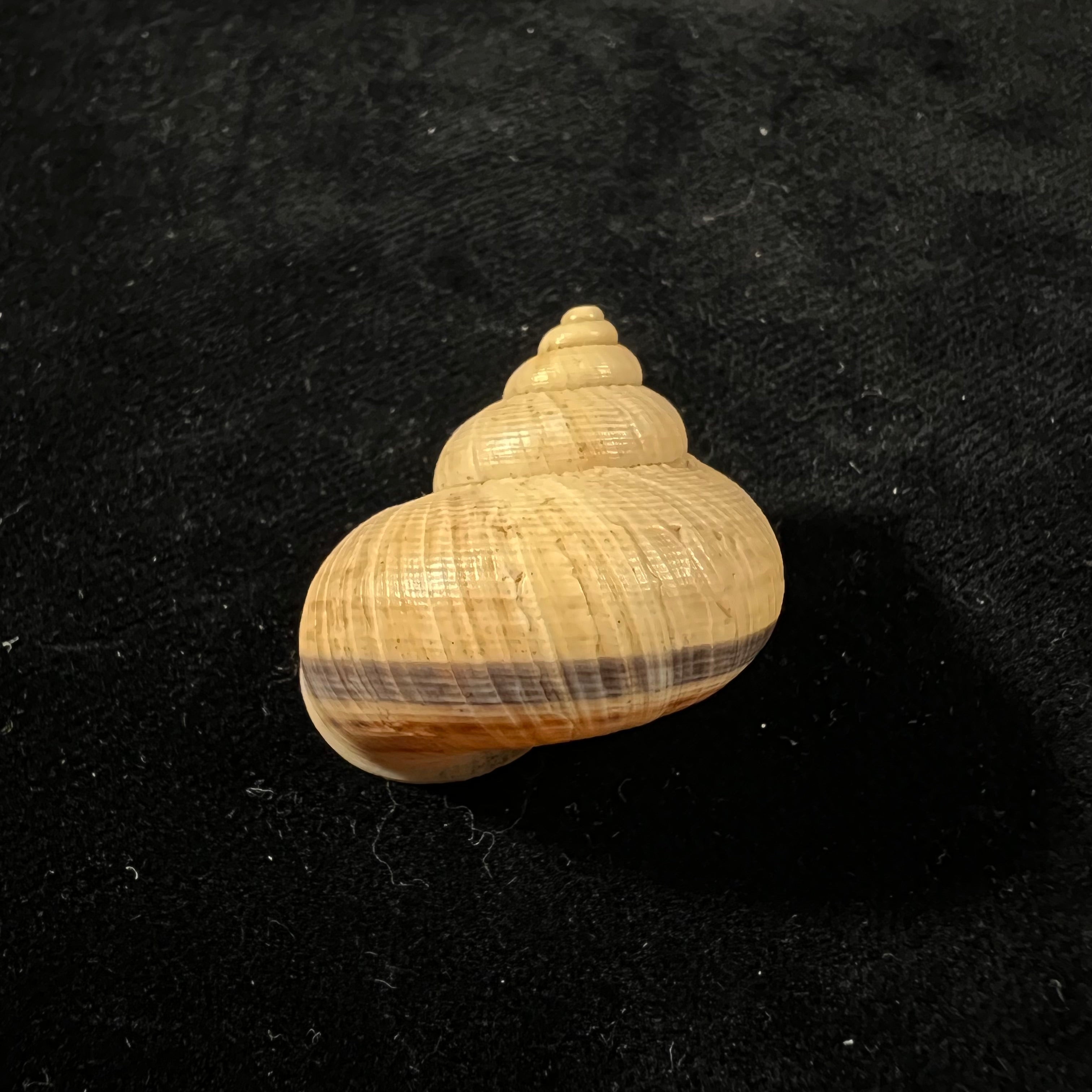 Tropidophora aspera (Potiez & Michaud, 1838) - 30,7mm
