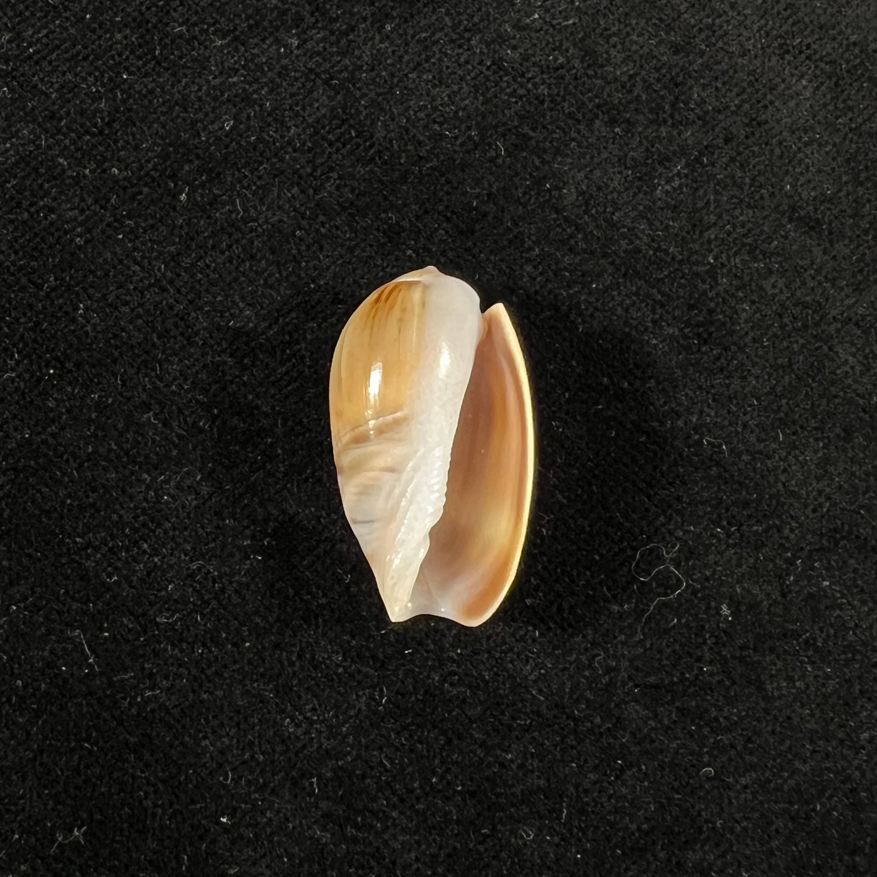 Olivancillaria carcellesi Klappenbach, 1965 - 28,7毫米