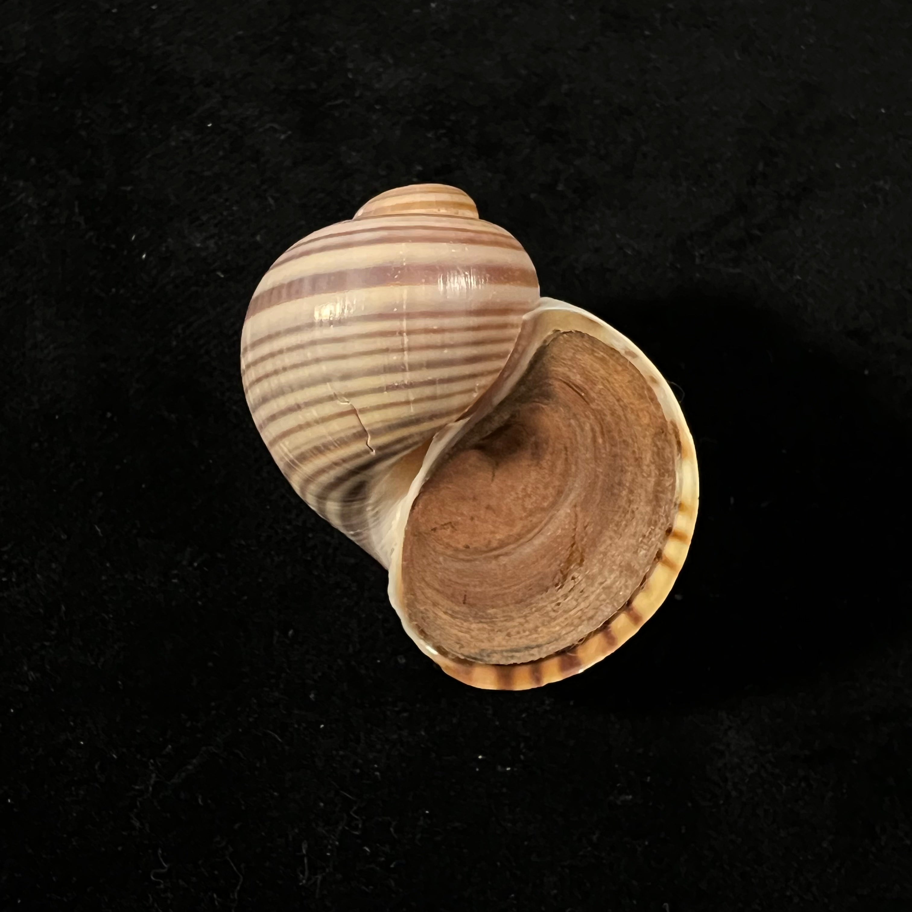 Pomacea pernambucensis (Reeve, 1856) - 409mm