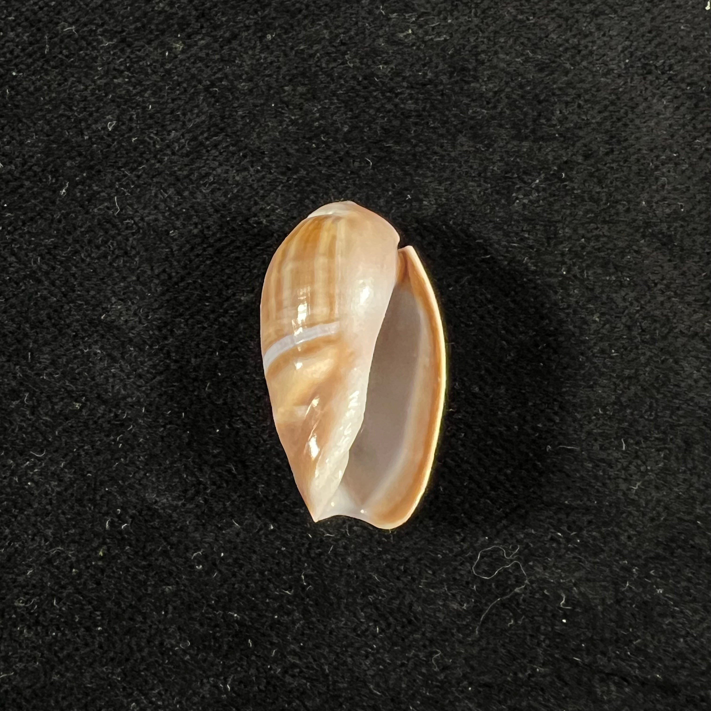 Olivancillaria carcellesi Klappenbach, 1965 - 27,7毫米