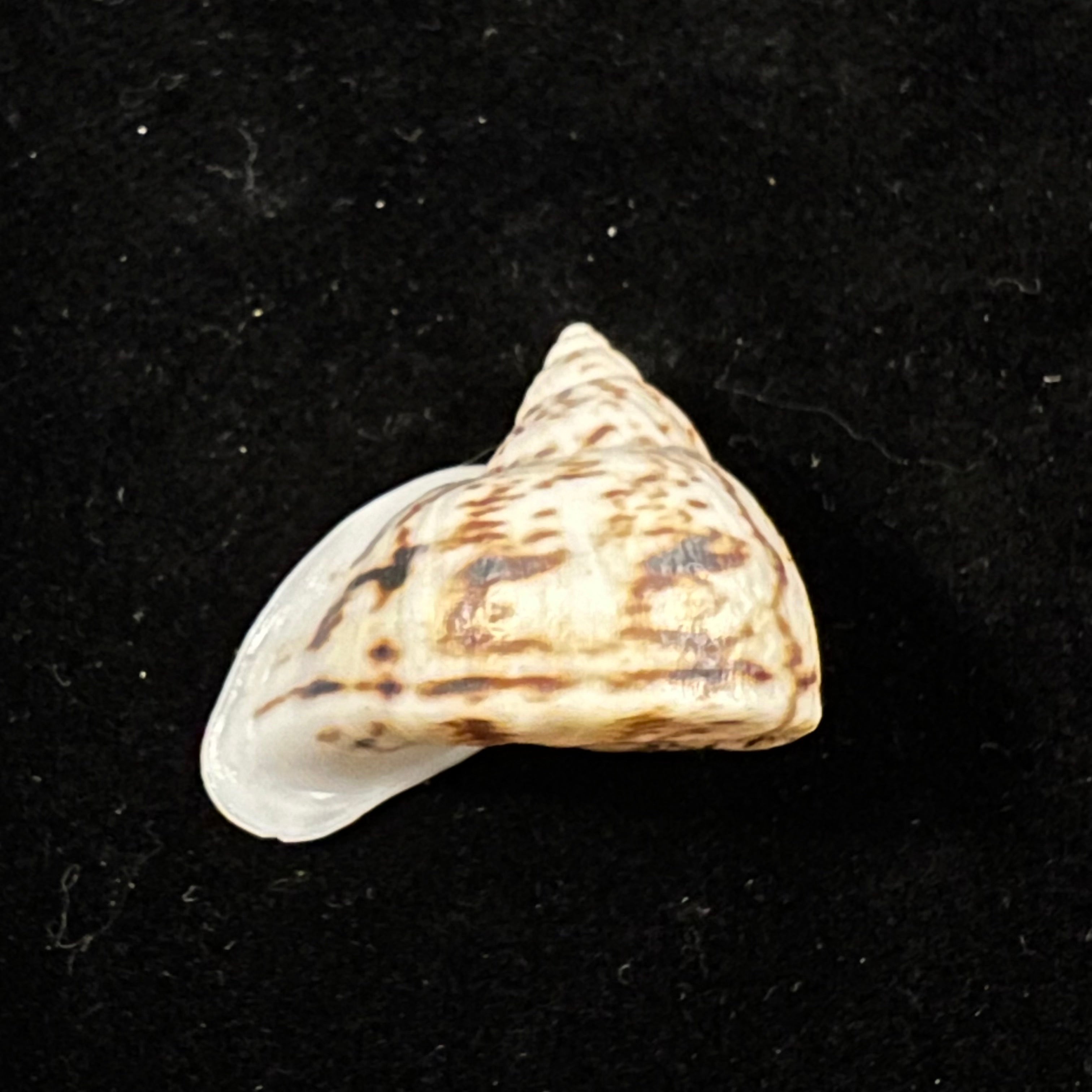 Cochlorina lateralis (Menke, 1828) - 27mm