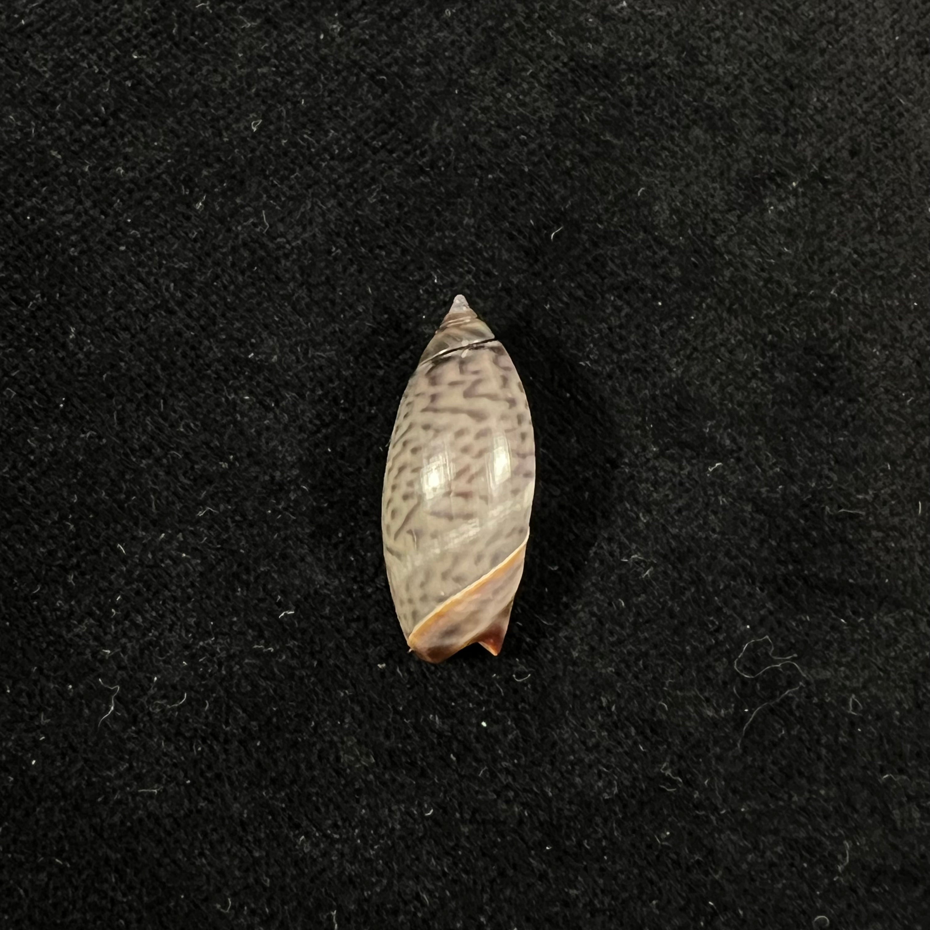 Agaronia griseoalba (Marrat, 1897) - 25,4mm