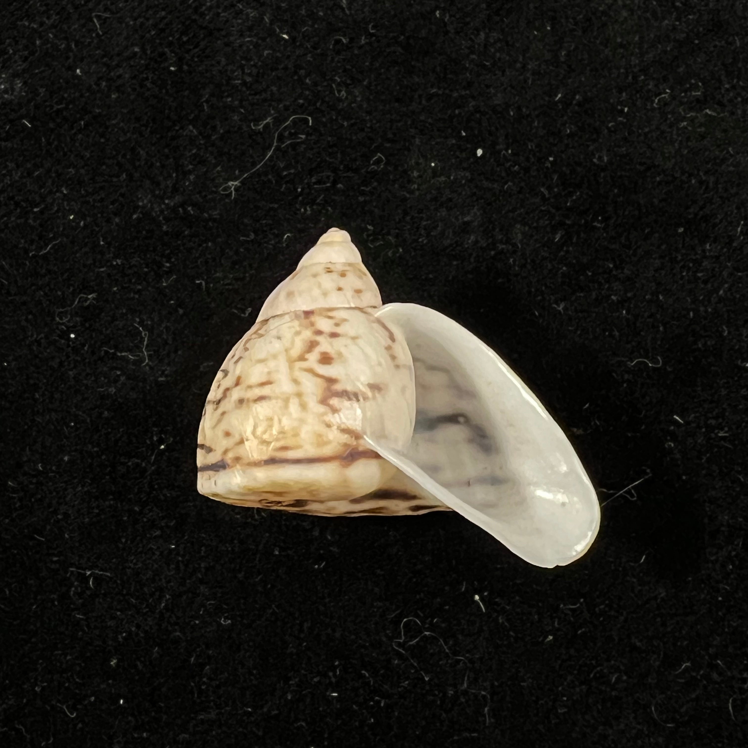 Cochlorina lateralis (Menke, 1828) - 27mm