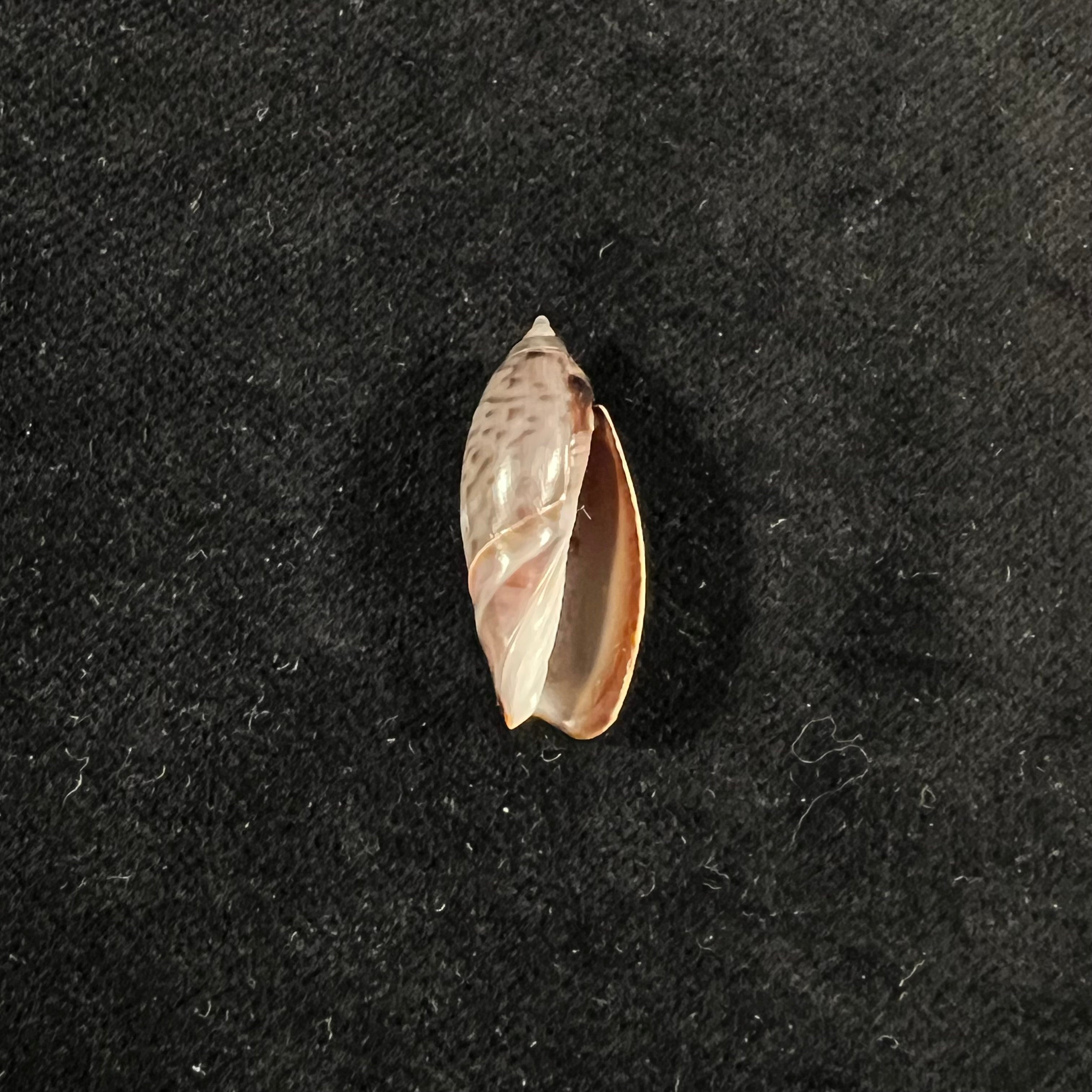 Agaronia griseoalba (Marrat, 1897) - 25,4mm