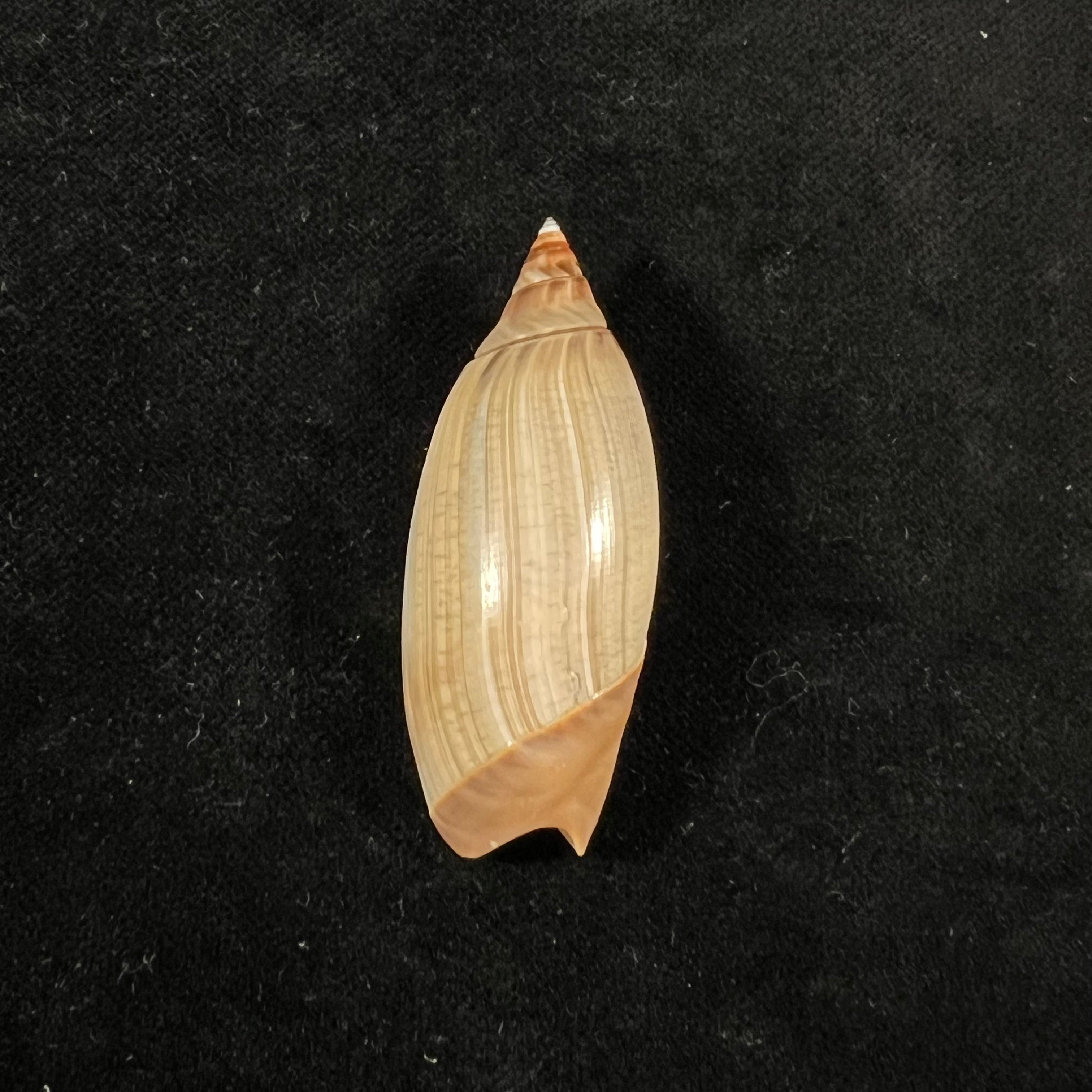 Agaronia propatula (Conrad, 1849) - 48,8mm