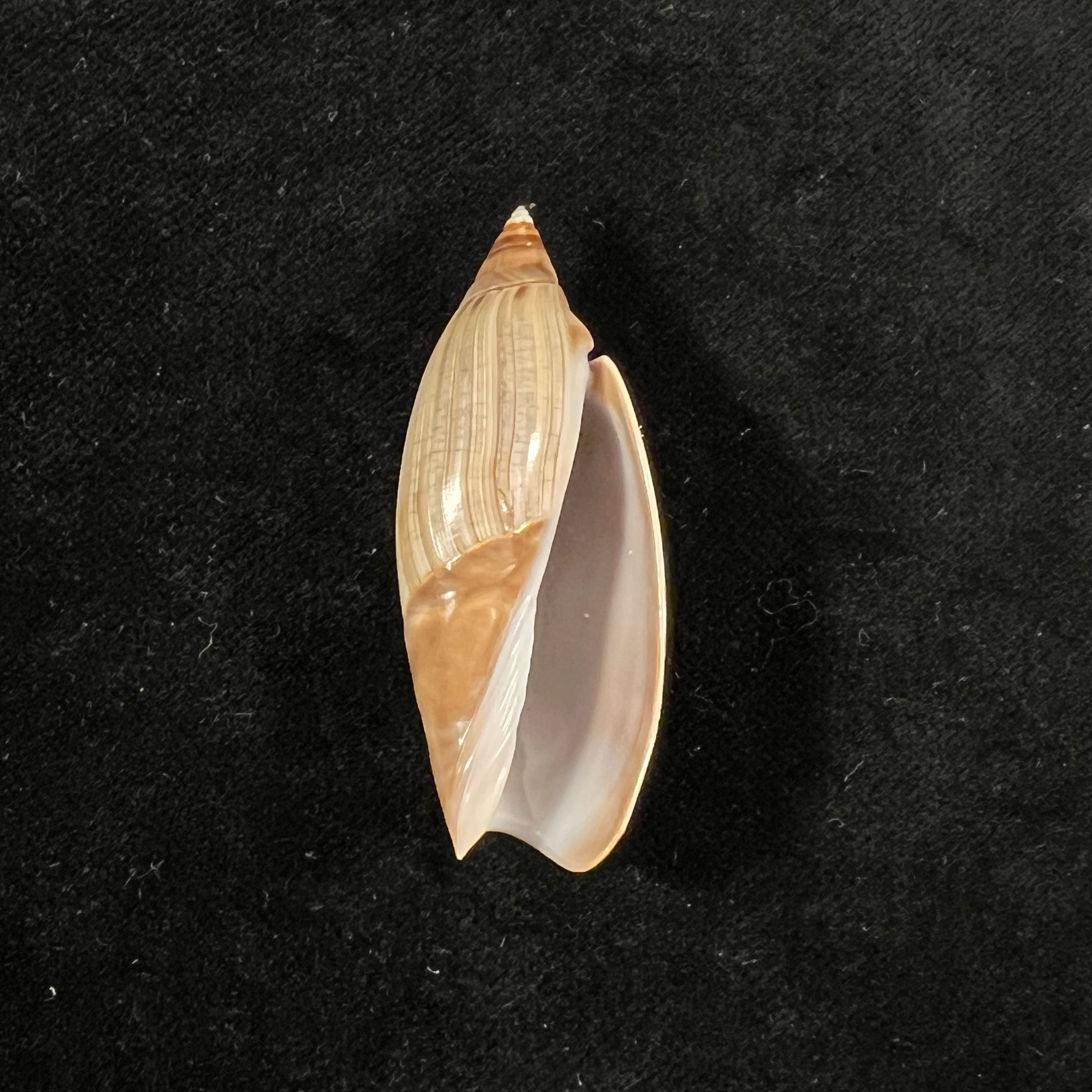 Agaronia propatula (Conrad, 1849) - 48,8mm