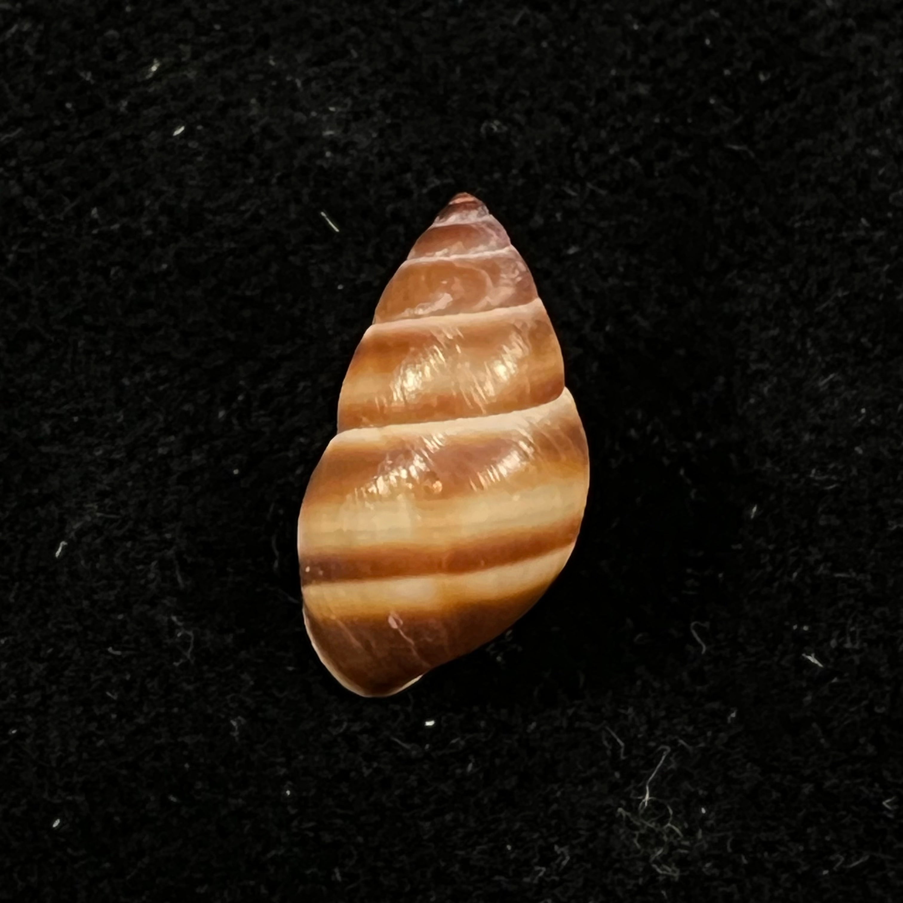 Bulimulus guadalupensis (Bruguière, 1789) - 16,3mm