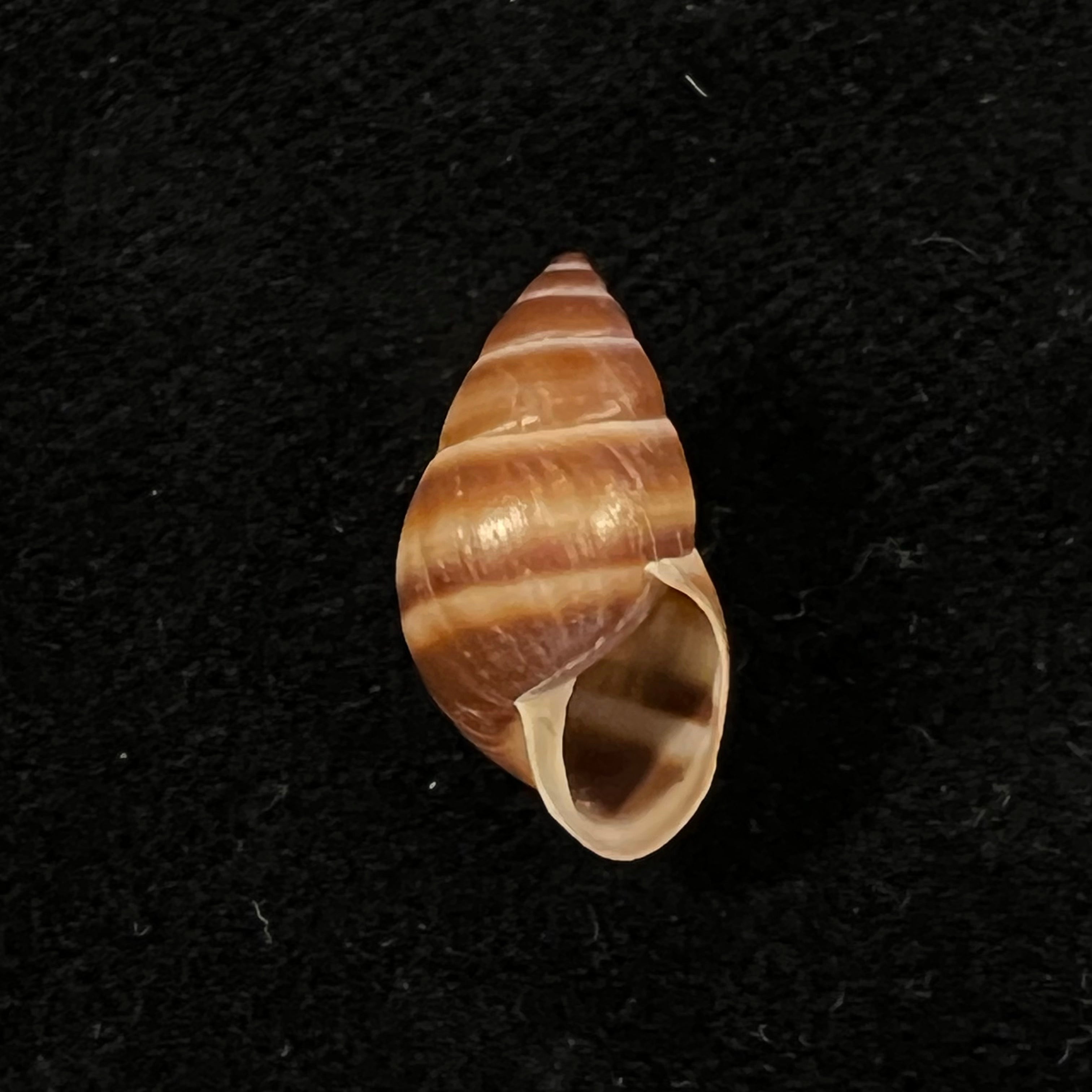 Bulimulus guadalupensis (Bruguière, 1789) - 16,3mm