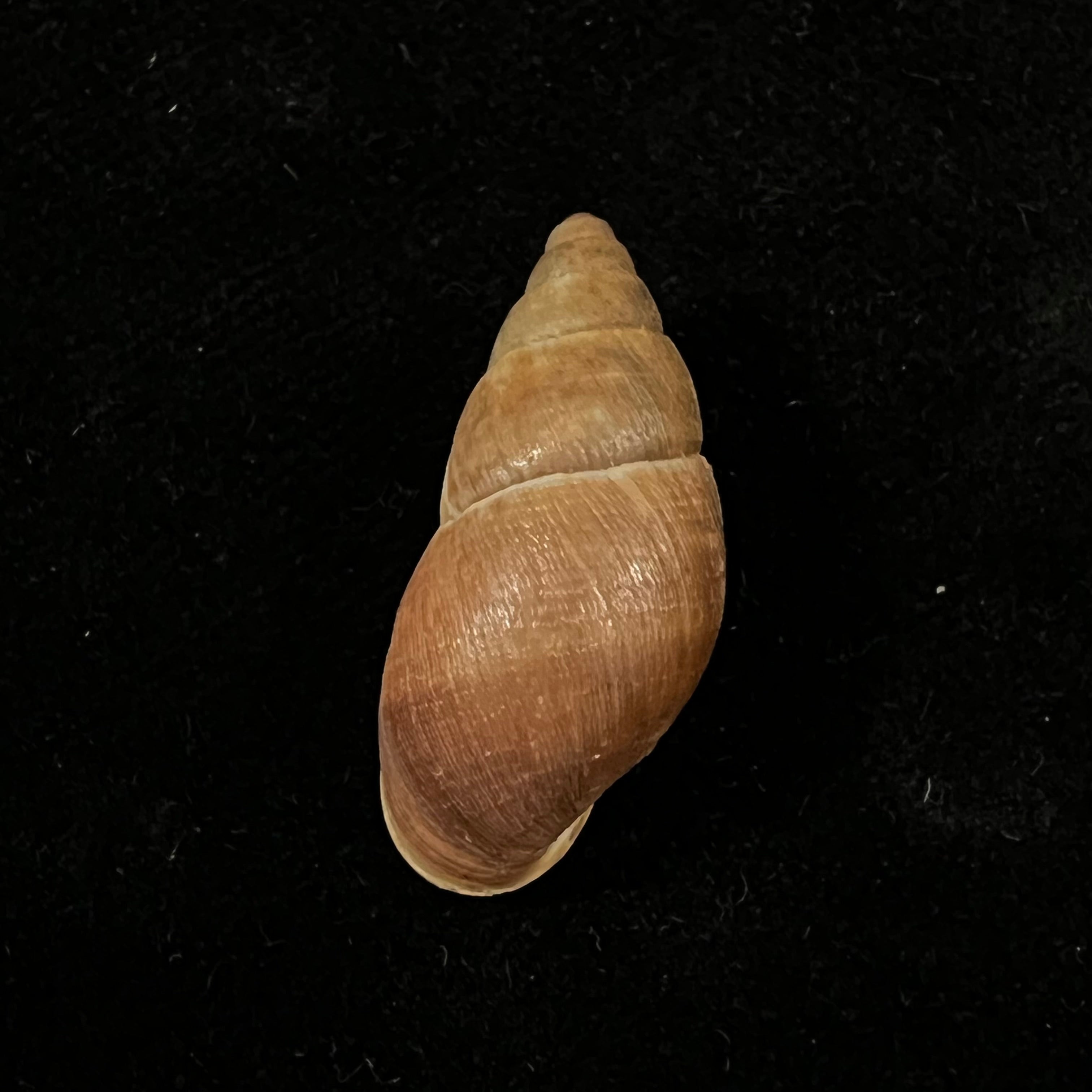 Scholvienia alutacea (Reeve, 1849) - 27,7毫米