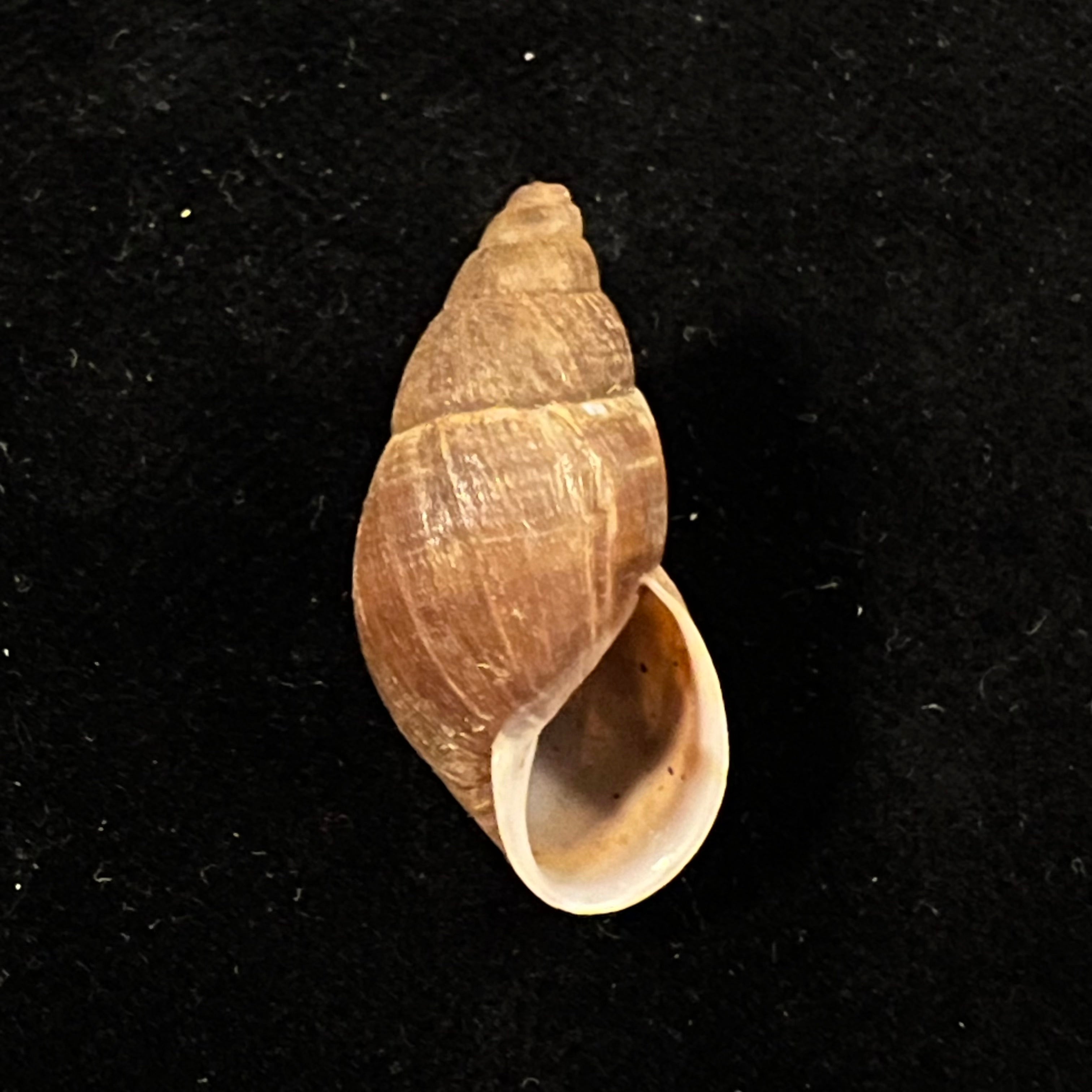 Scholvienia alutacea (Reeve, 1849) - 27,7毫米