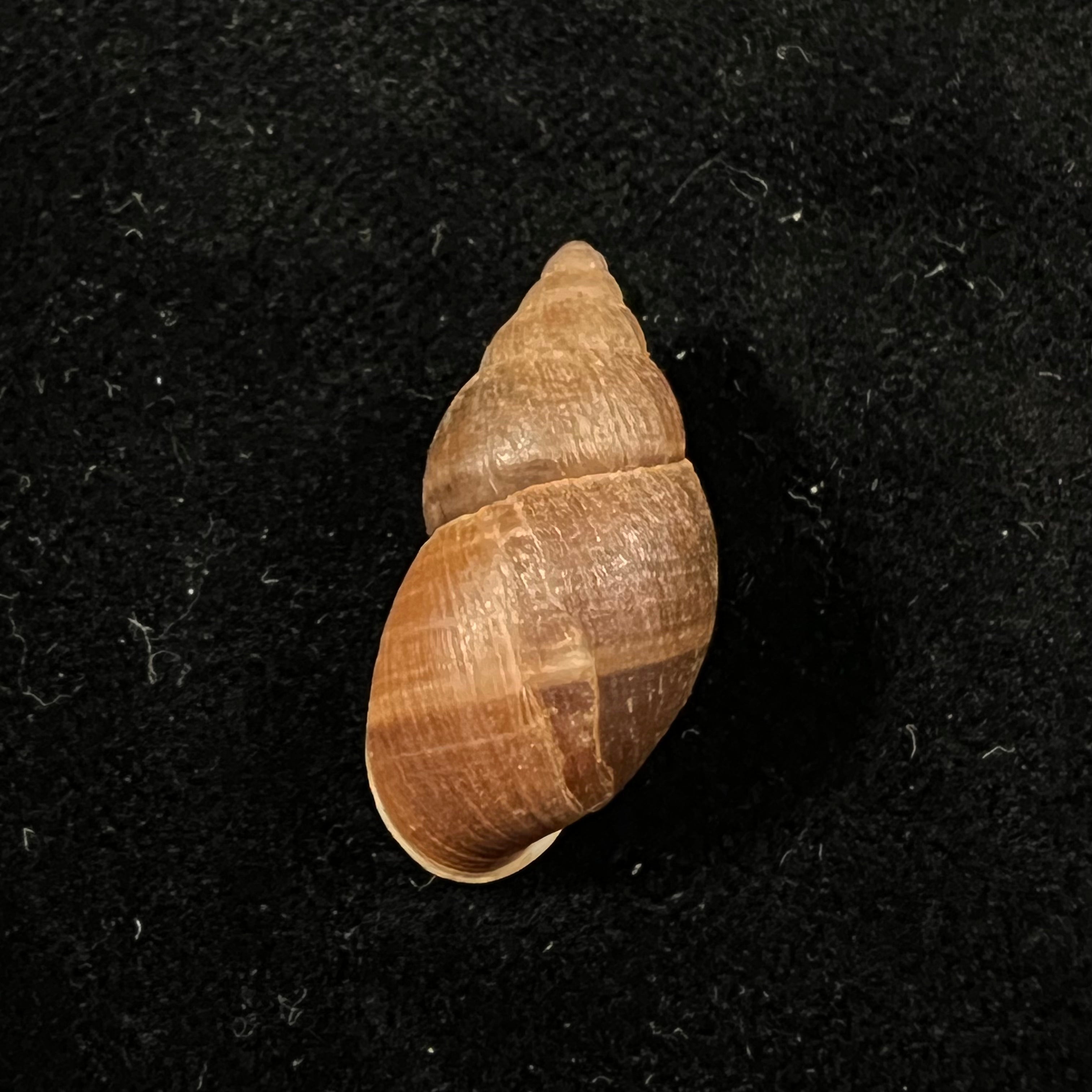 Scholvienia alutacea (Reeve, 1849) - 25,5毫米