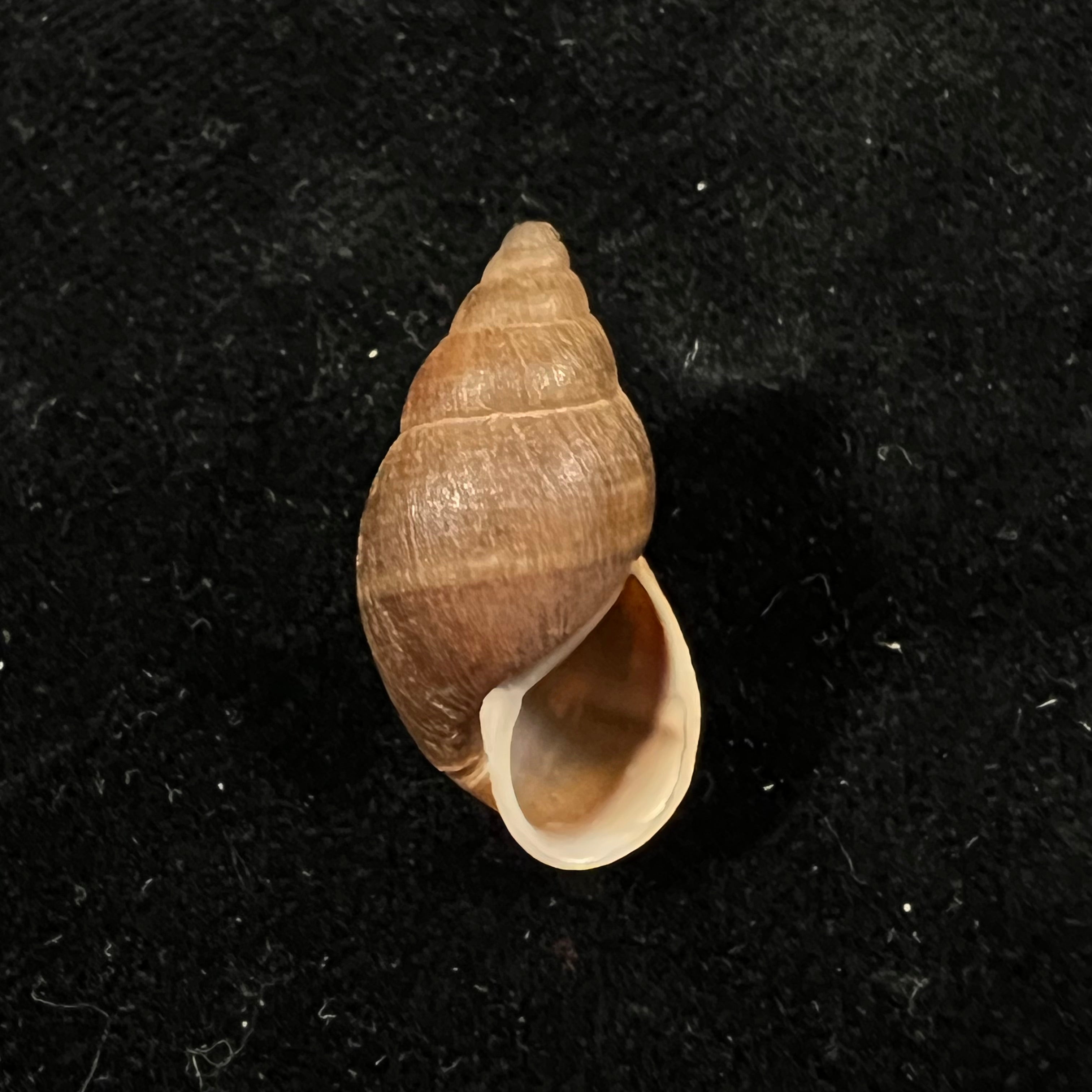 Scholvienia alutacea (Reeve, 1849) - 25,5毫米