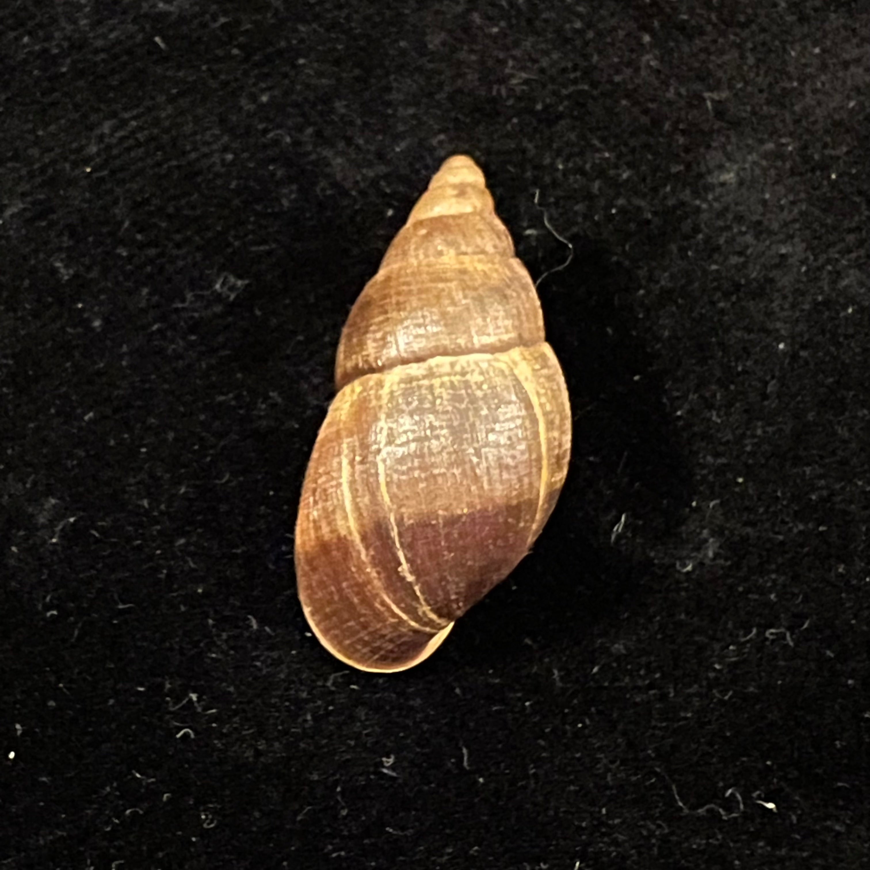 Scholvienia alutacea (Reeve, 1849) - 27,1毫米