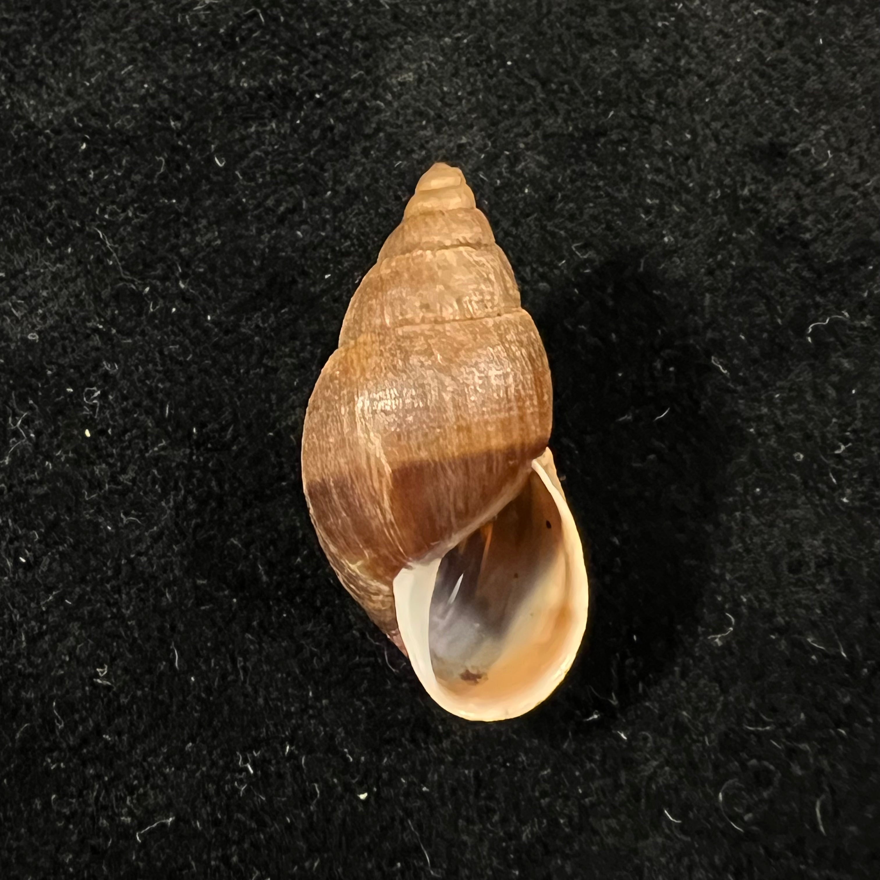 Scholvienia alutacea (Reeve, 1849) - 27,1毫米