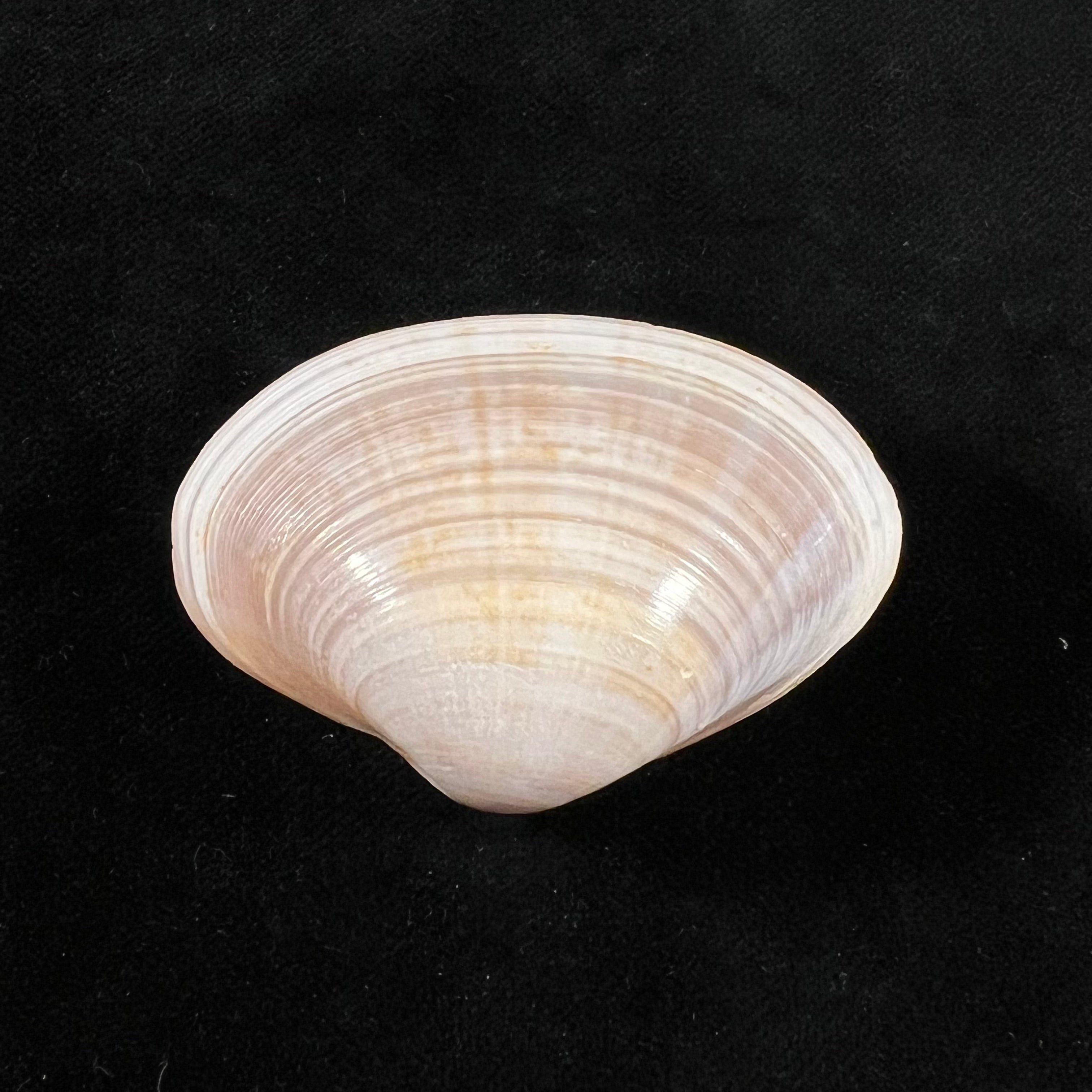 光滑蛤蜊 Linnaeus, 1767 - 51,9mm