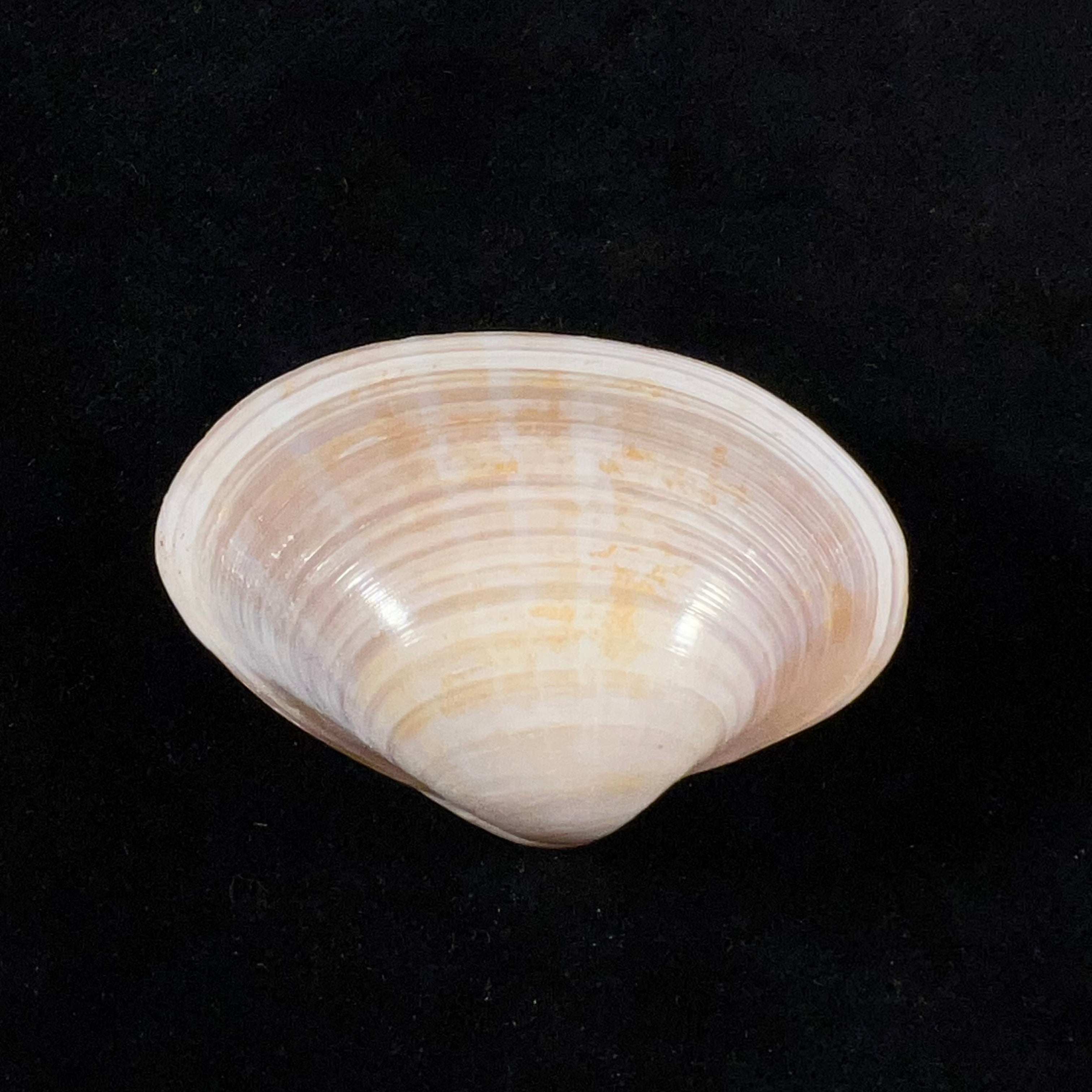 光滑蛤蜊 Linnaeus, 1767 - 51,9mm