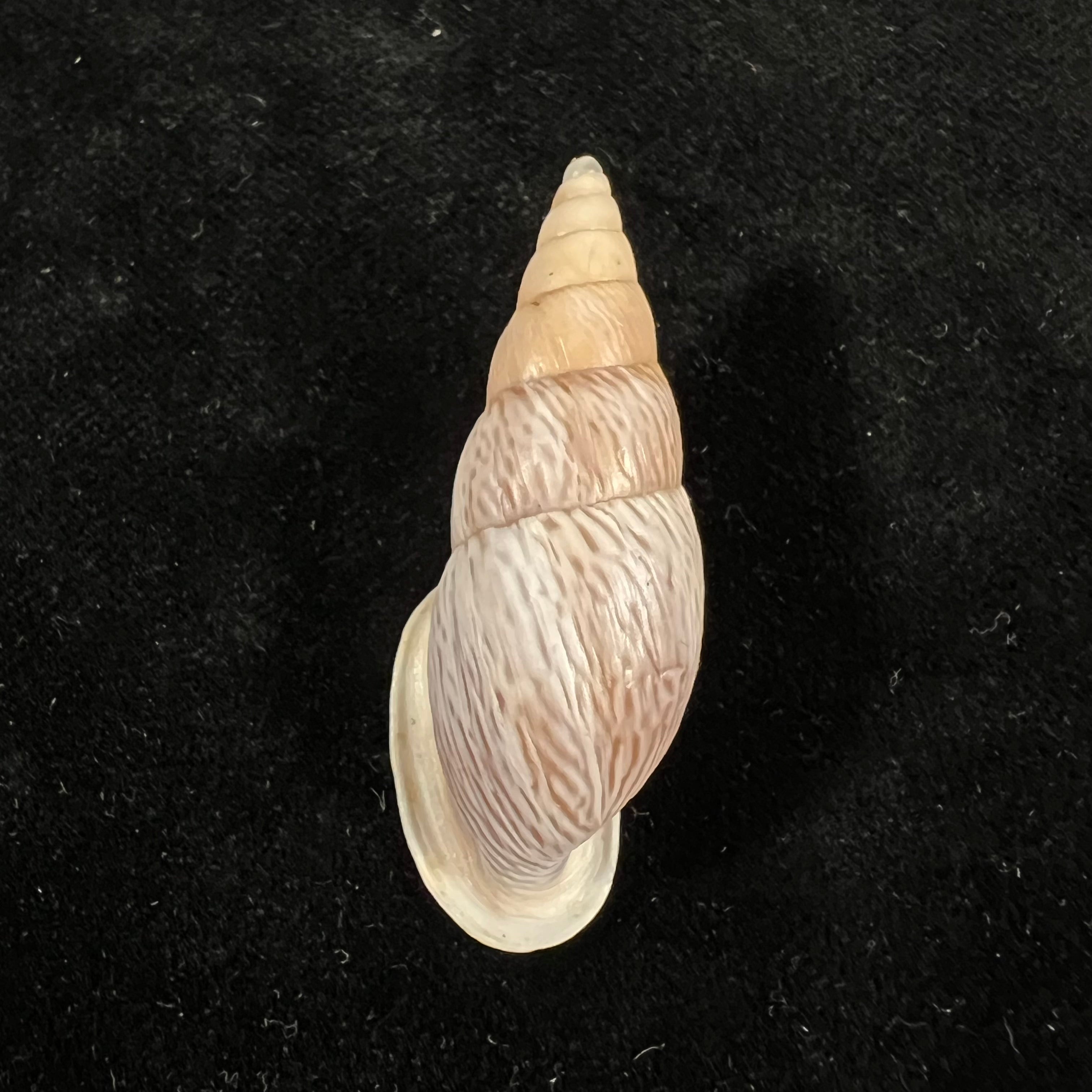 Burringtonia pantagruelina (S. Moricand, 1833) - 46,8毫米