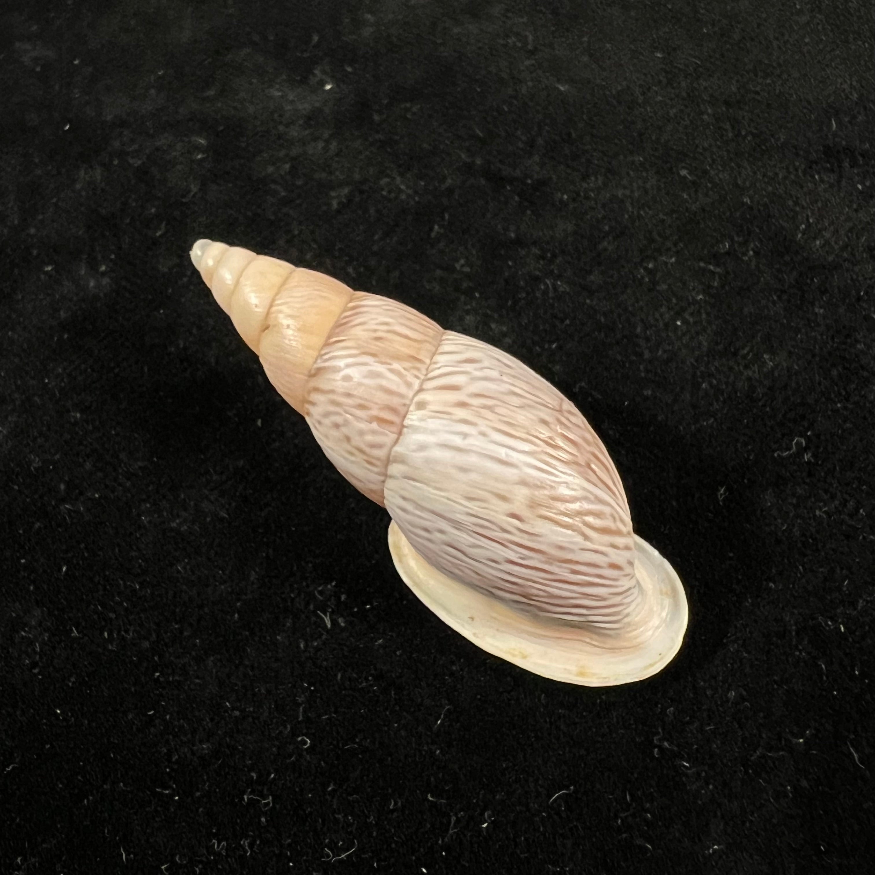 Burringtonia pantagruelina (S. Moricand, 1833) - 46,8毫米
