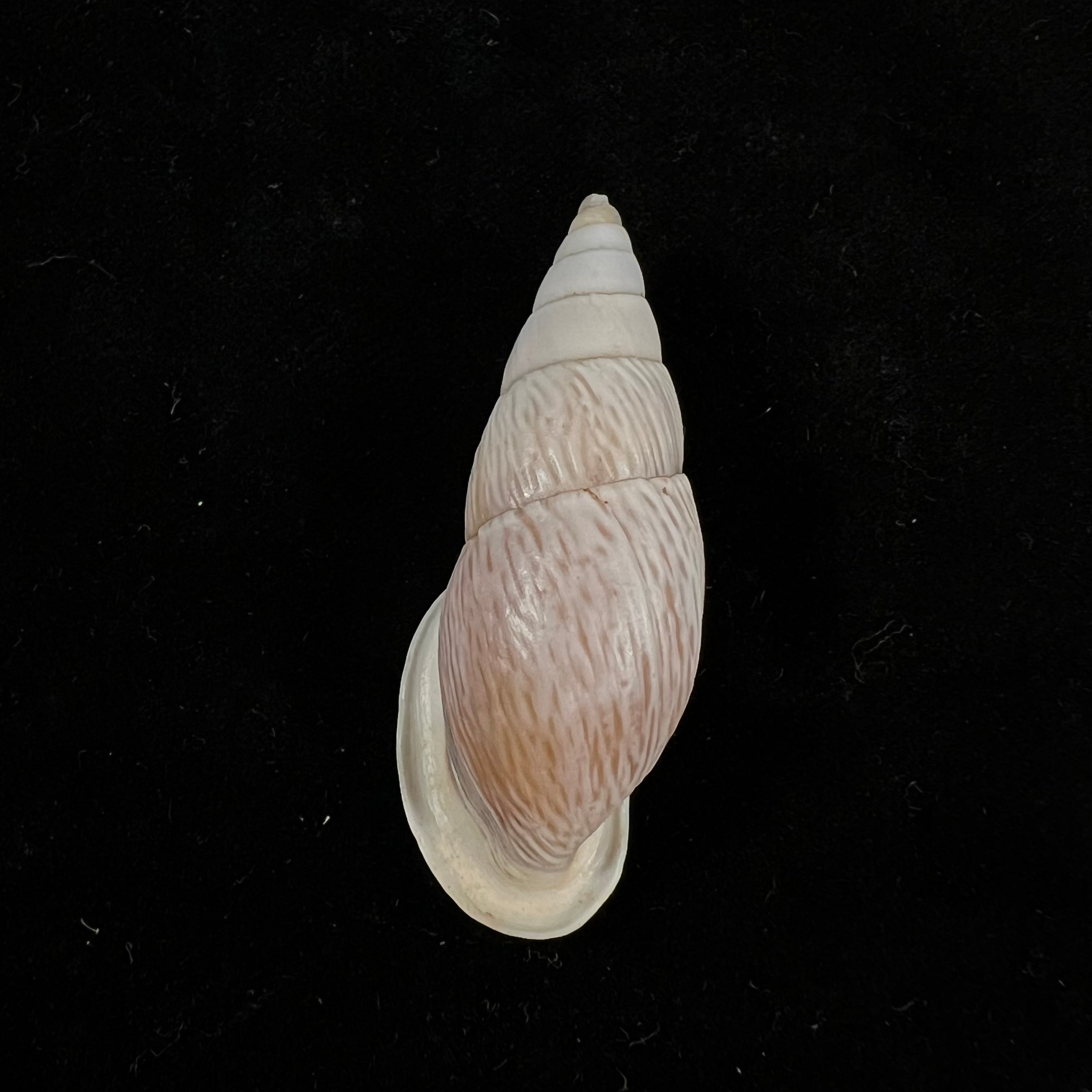 Burringtonia pantagruelina (S. Moricand, 1833) - 45,1毫米