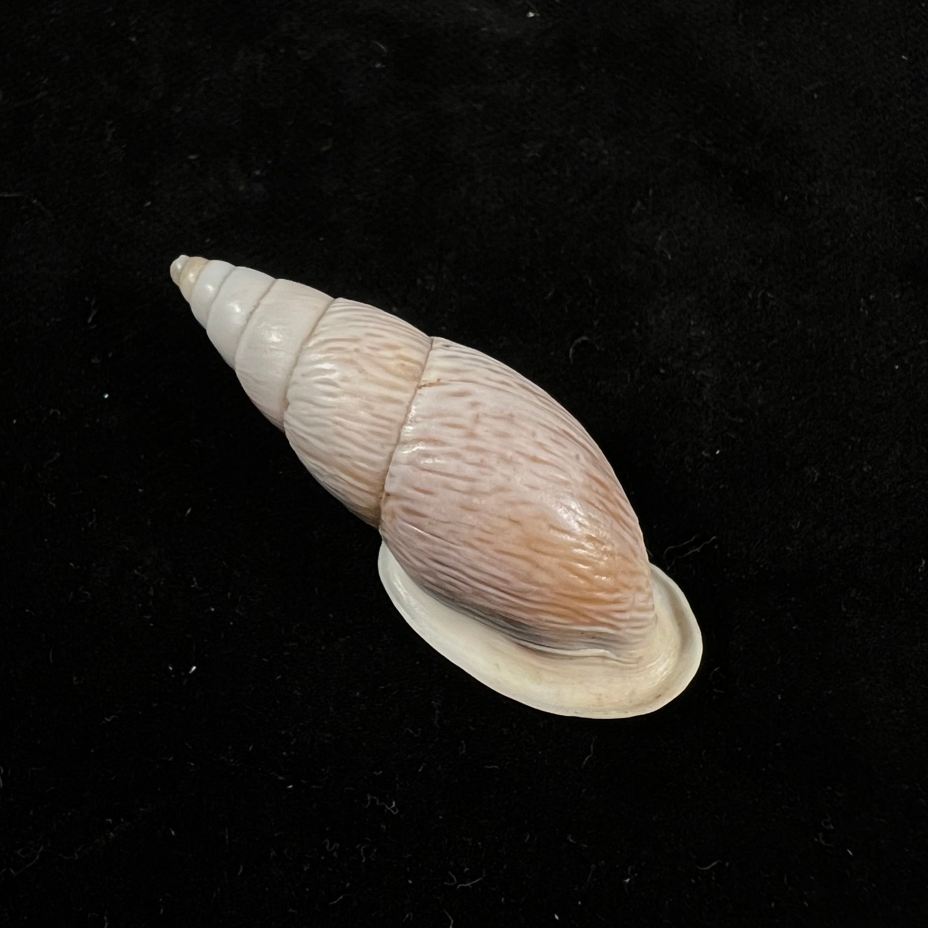 Burringtonia pantagruelina (S. Moricand, 1833) - 45,1毫米