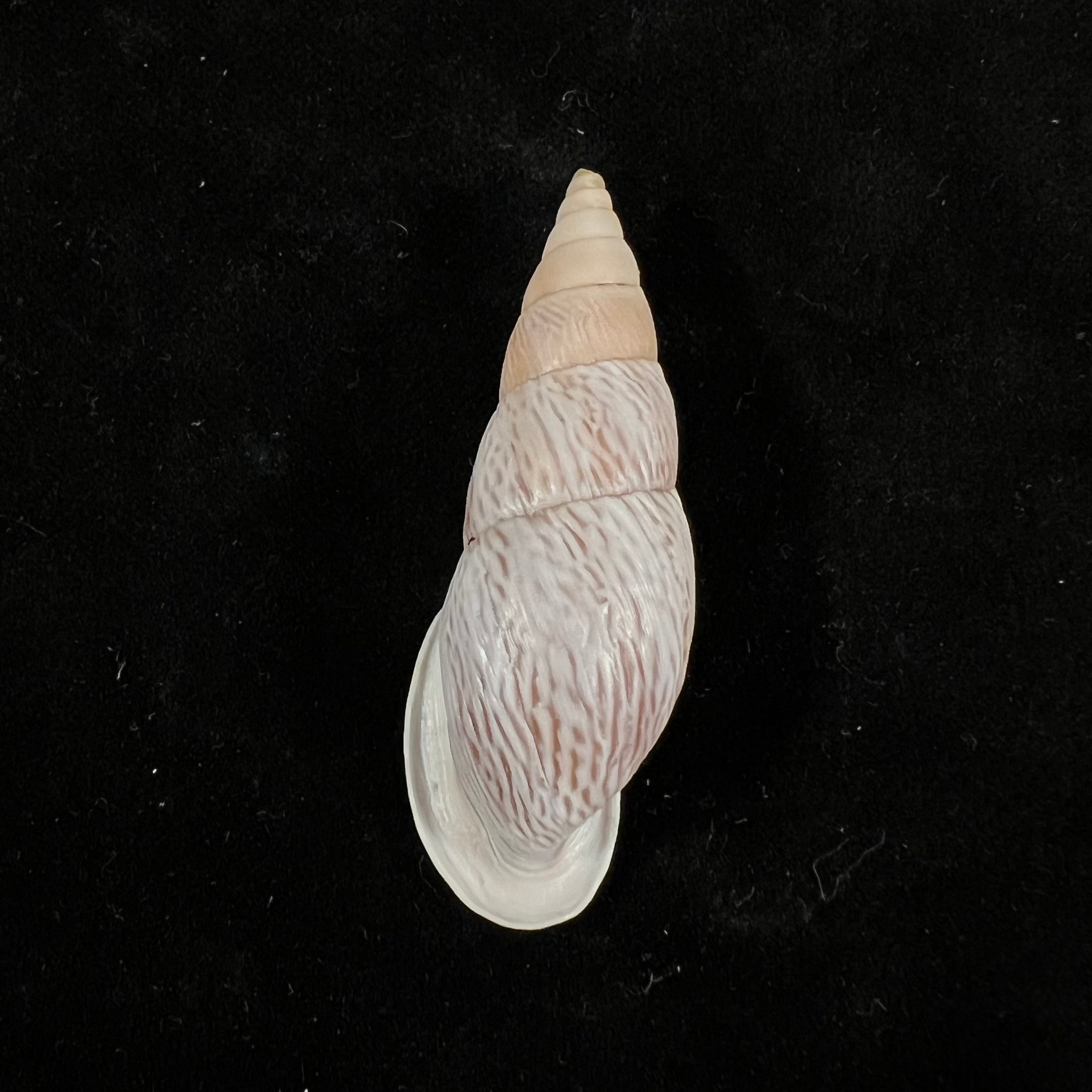 Burringtonia pantagruelina (S. Moricand, 1833) - 48,9mm