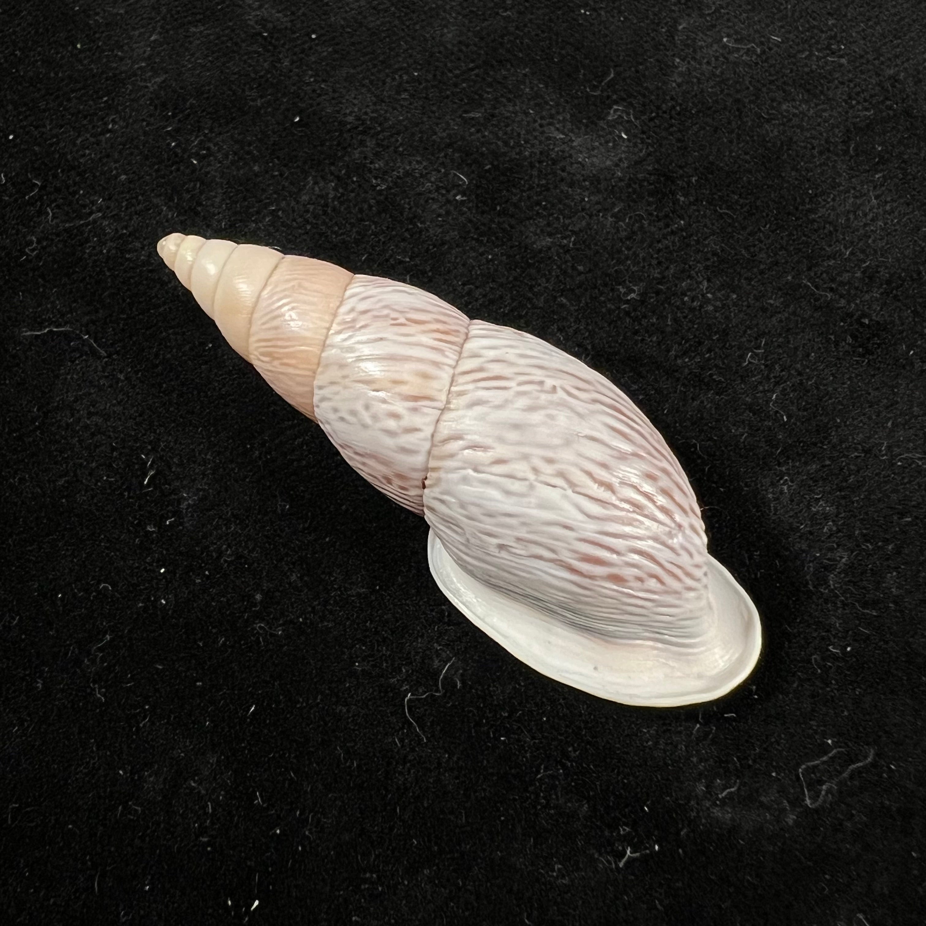 Burringtonia pantagruelina (S. Moricand, 1833) - 48,9mm