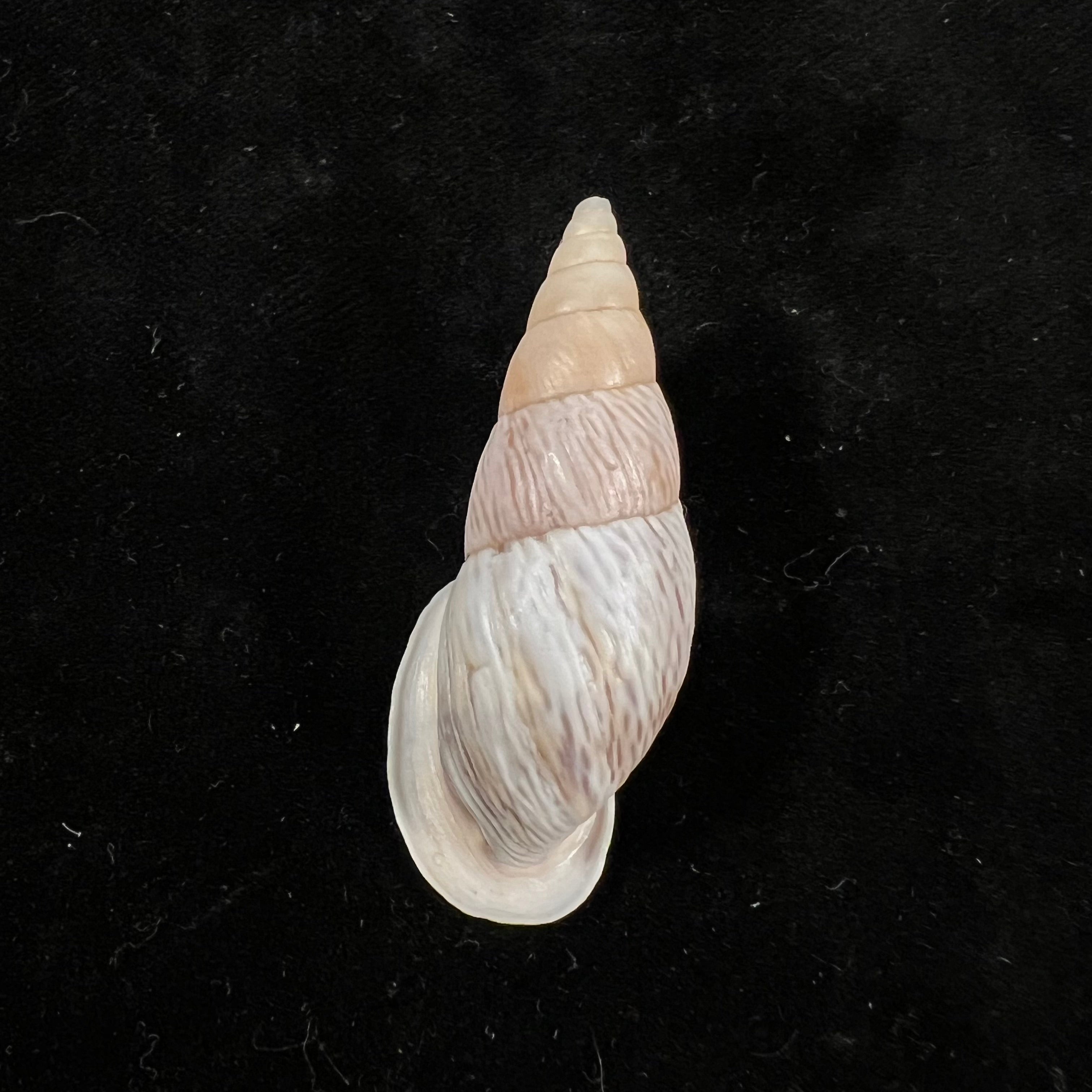 Burringtonia pantagruelina (S. Moricand, 1833) - 44,8毫米