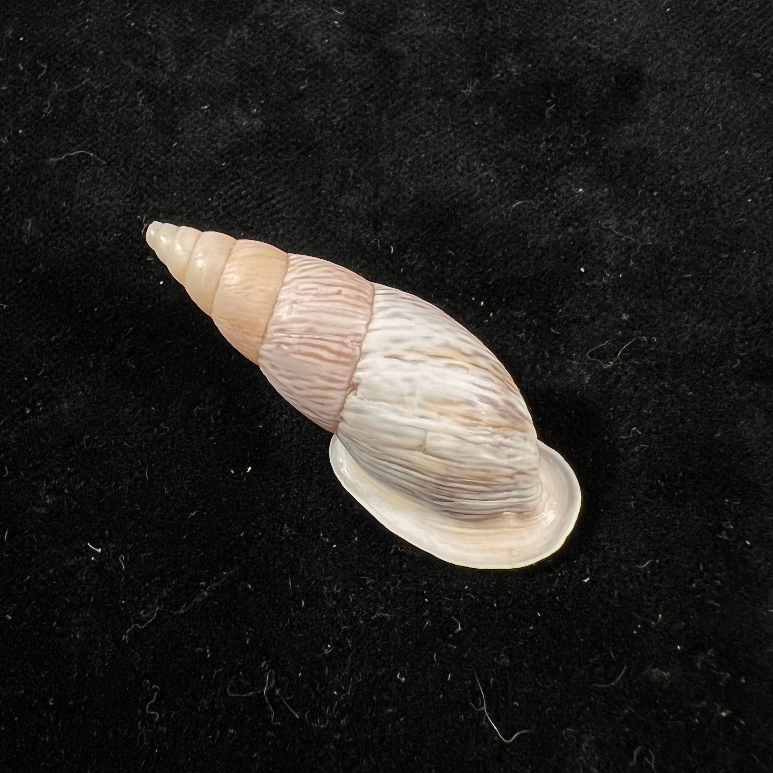 Burringtonia pantagruelina (S. Moricand, 1833) - 44,8毫米