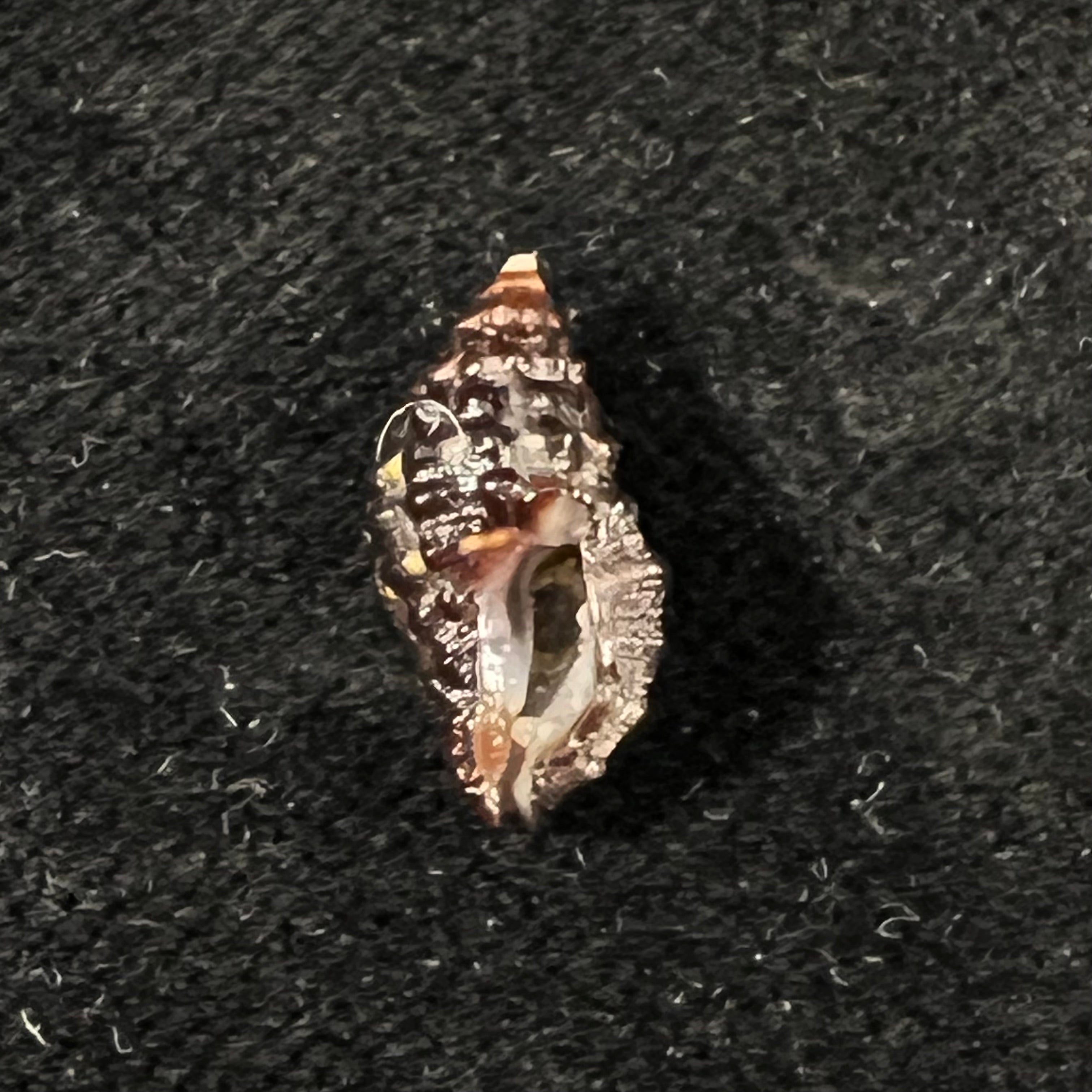 Claremontiella nodulosa (C. B. Adams, 1845) - 14,9mm