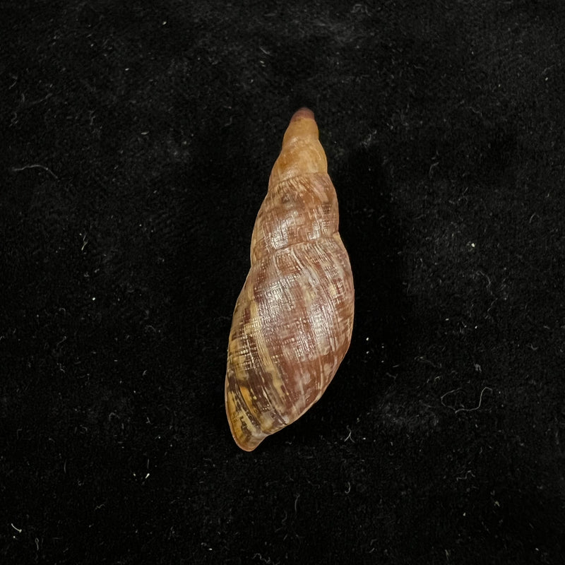 Gonyostomus egregius (L. Pfeiffer, 1845) - 40,8mm