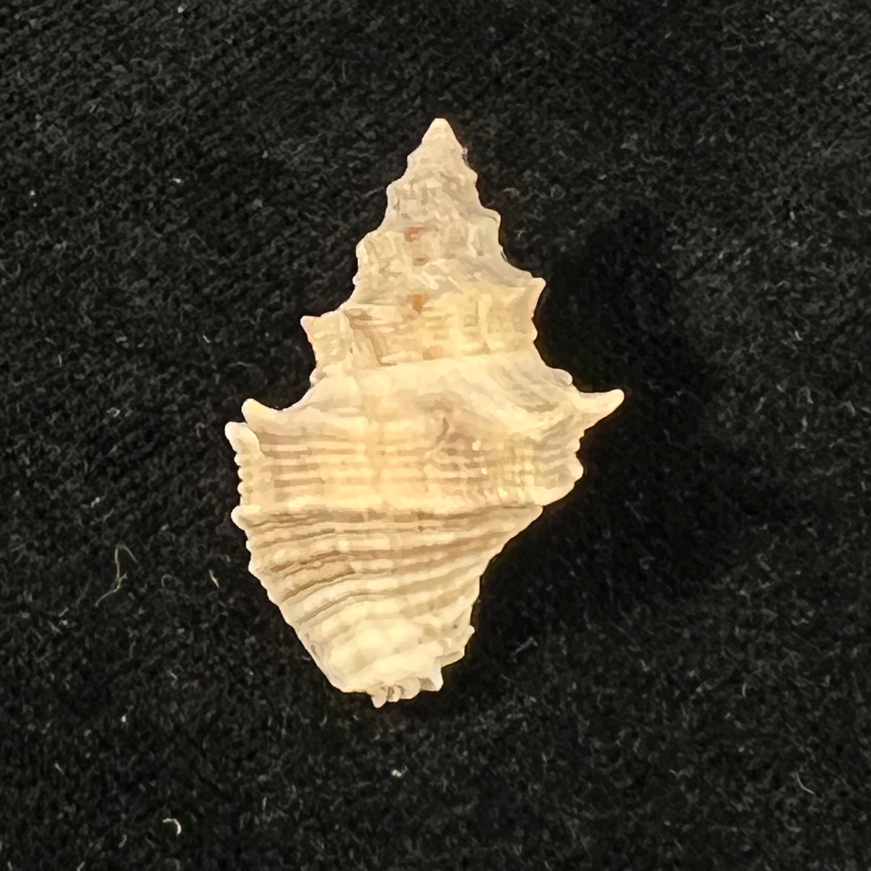 Thaisella mariae (Morretes, 1954) - 29,8mm