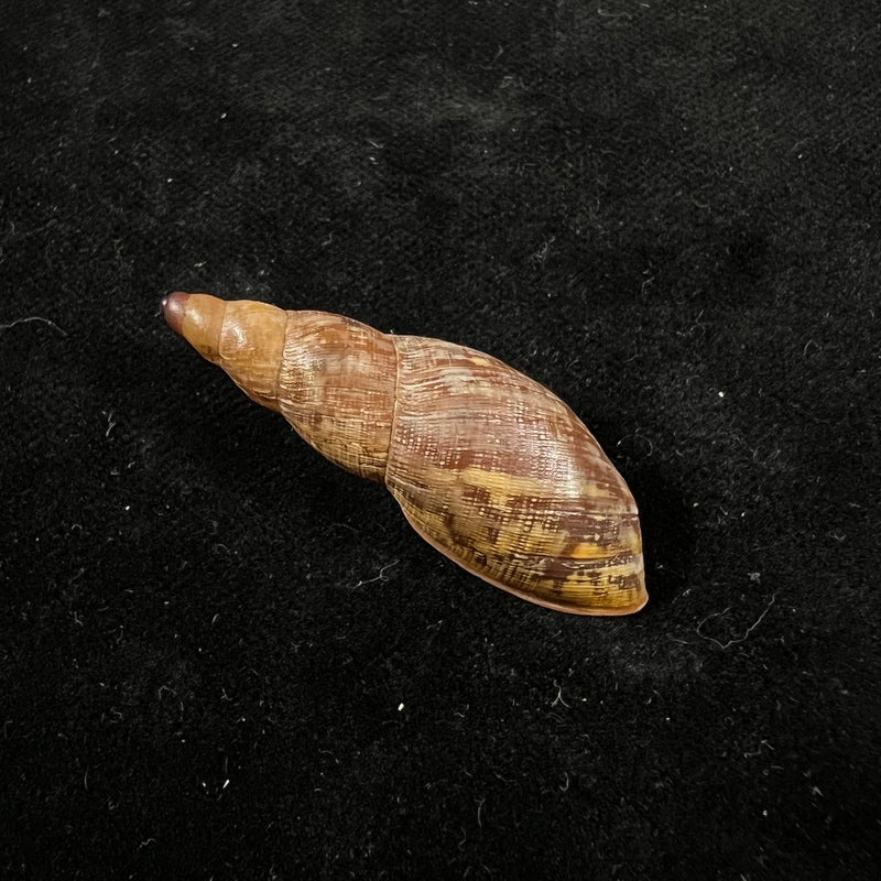 Gonyostomus egregius (L. Pfeiffer, 1845) - 40,8mm