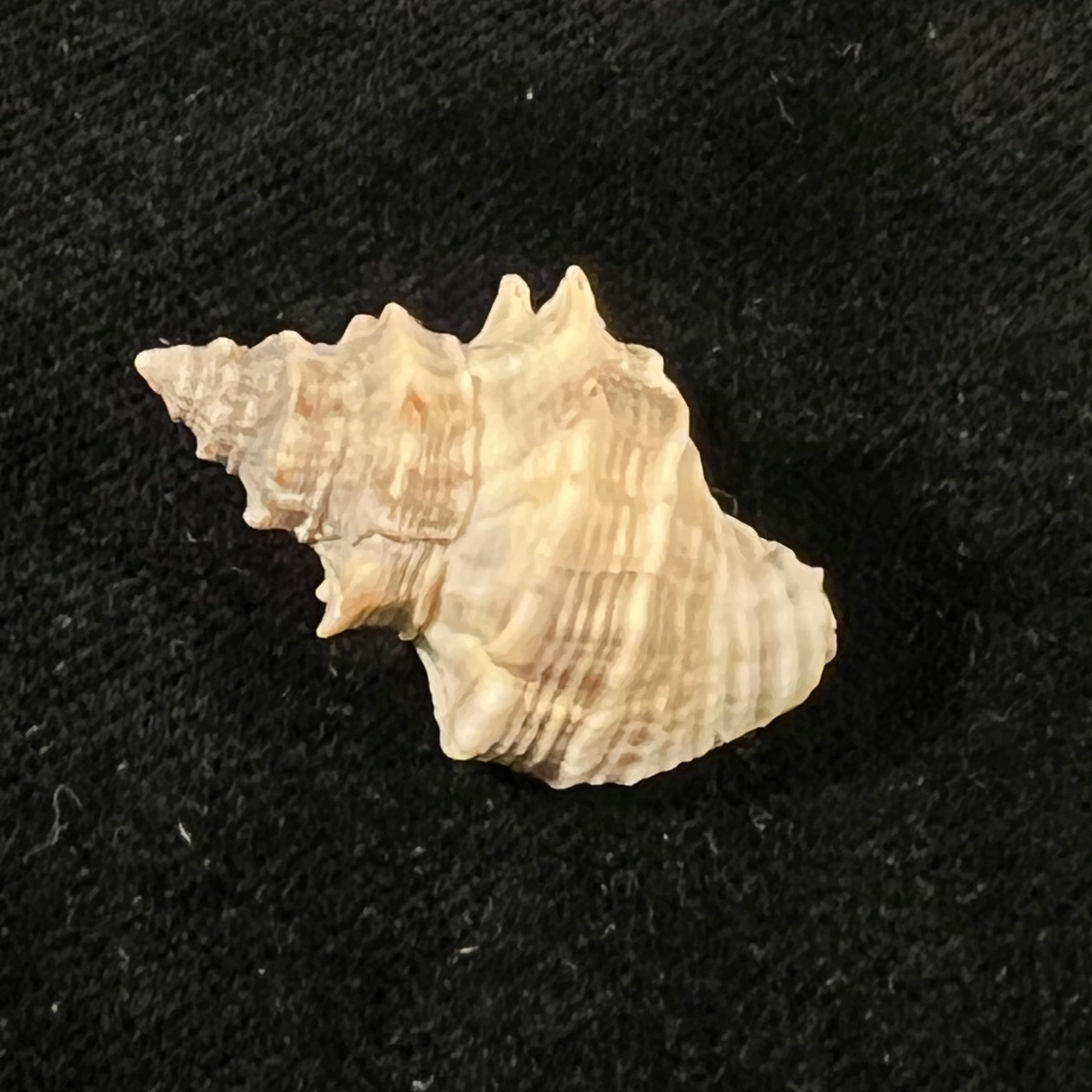 Thaisella mariae (Morretes, 1954) - 29,8mm