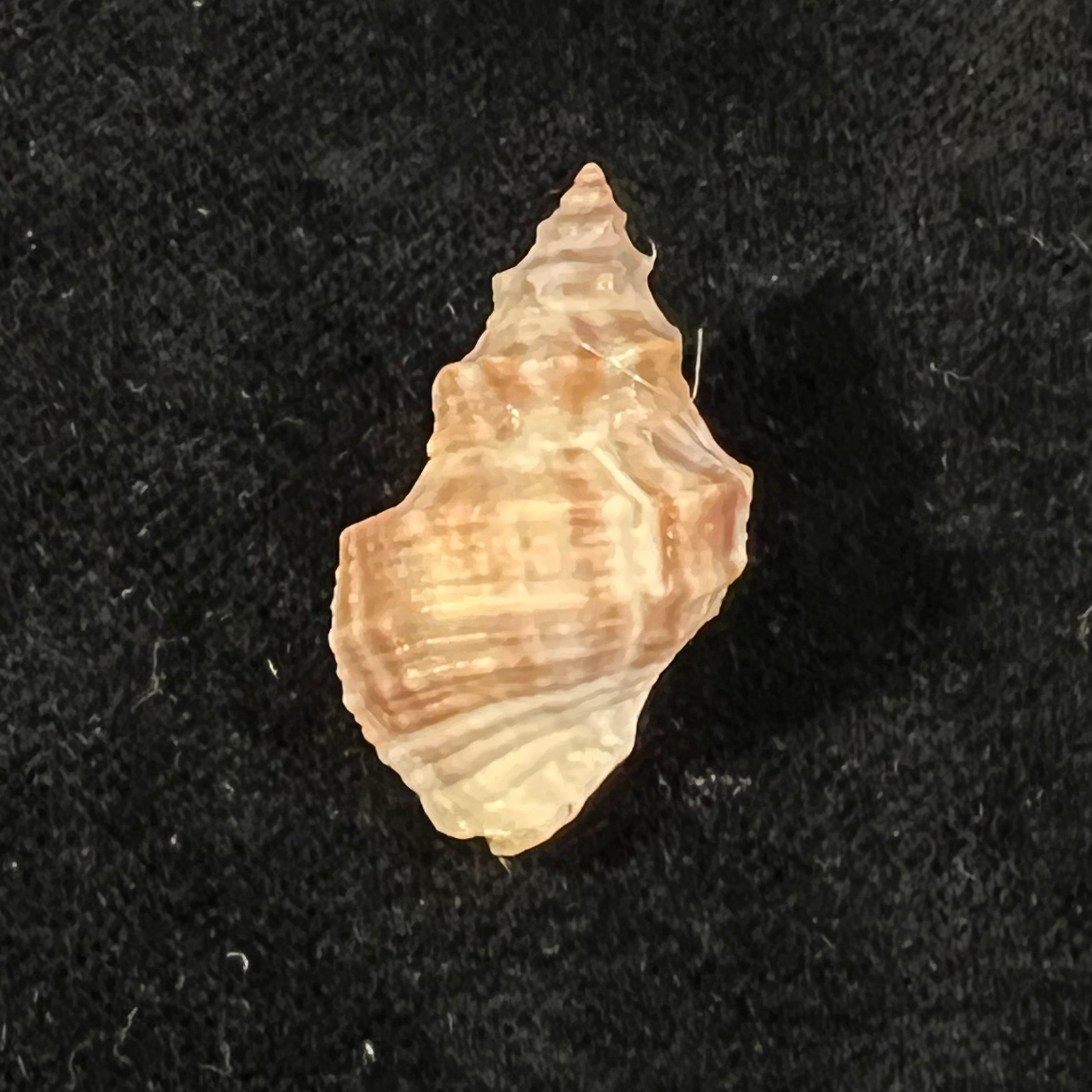 Thaisella mariae (Morretes, 1954) - 29,8mm