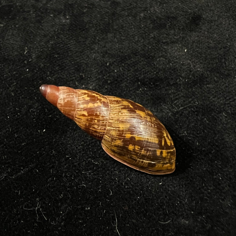 Gonyostomus egregius (L. Pfeiffer, 1845) - 36,8mm
