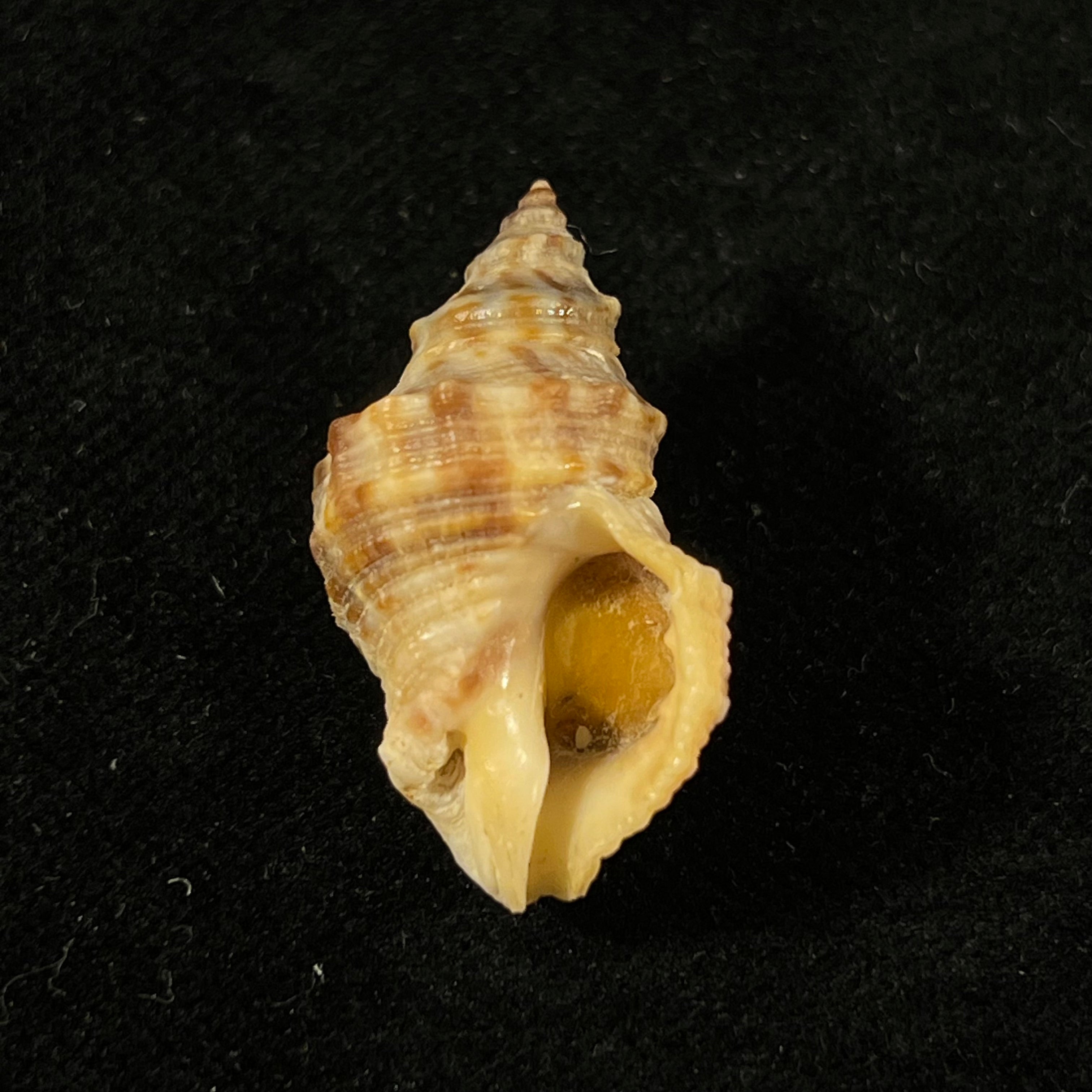 Thaisella mariae (Morretes, 1954) - 29,8mm