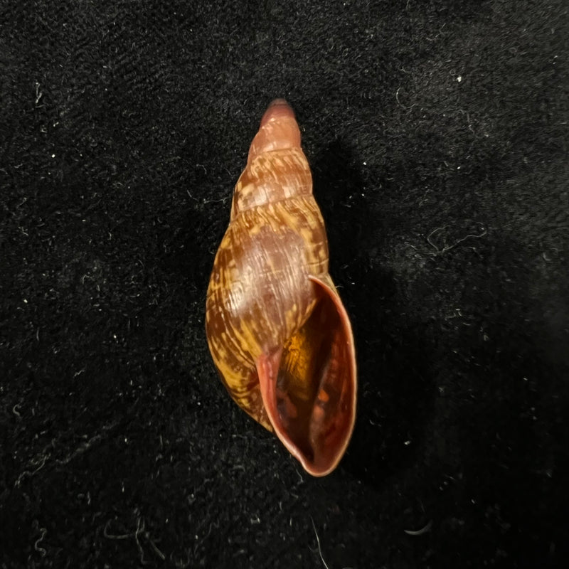 Gonyostomus egregius (L. Pfeiffer, 1845) - 36,8mm