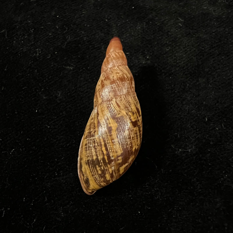 Gonyostomus egregius (L. Pfeiffer, 1845) - 39,2mm