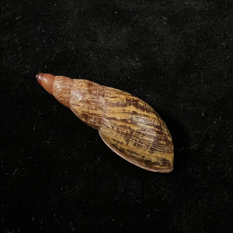 Gonyostomus egregius (L. Pfeiffer, 1845) - 39,2mm