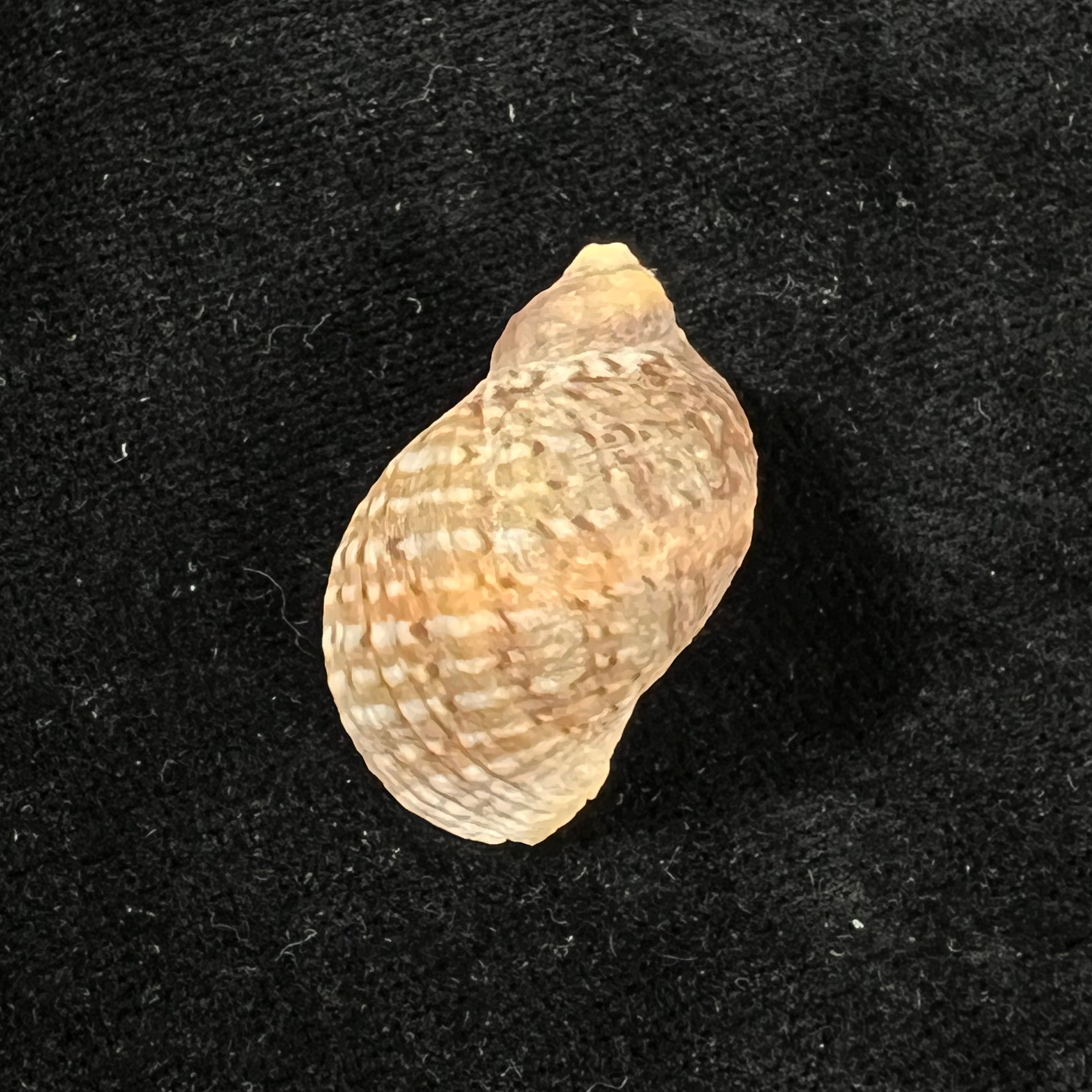 Nucella dubia (Krauss, 1848) - 30mm