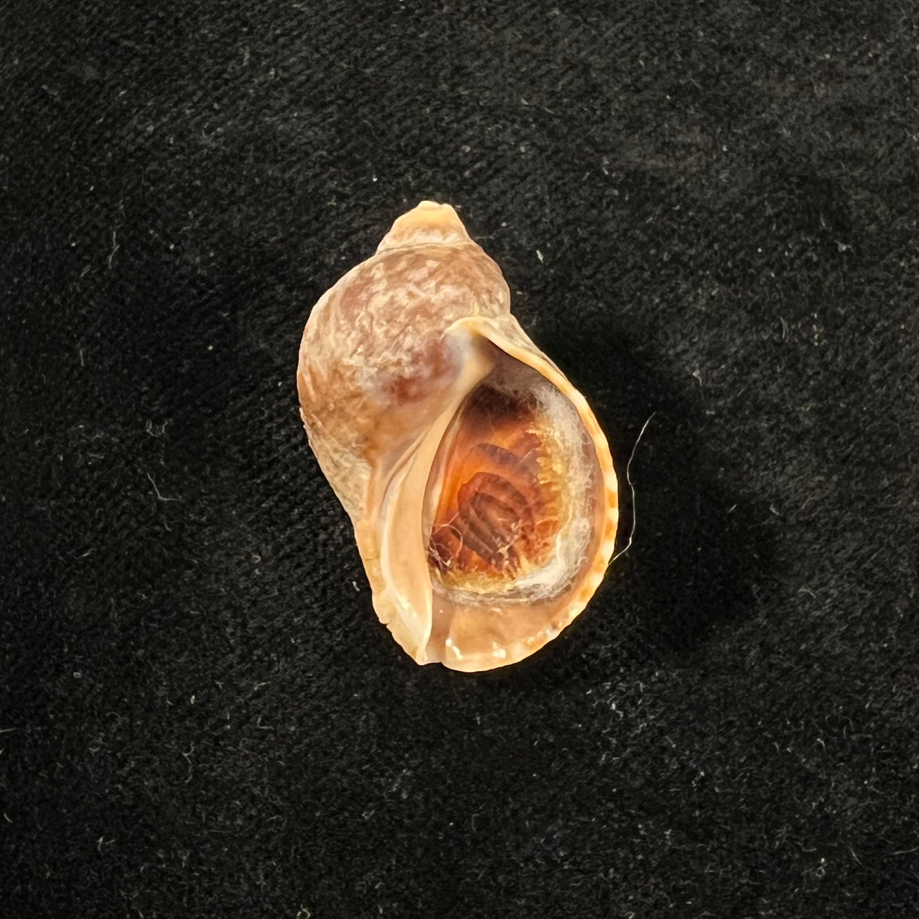 Nucella dubia (Krauss, 1848) - 30mm