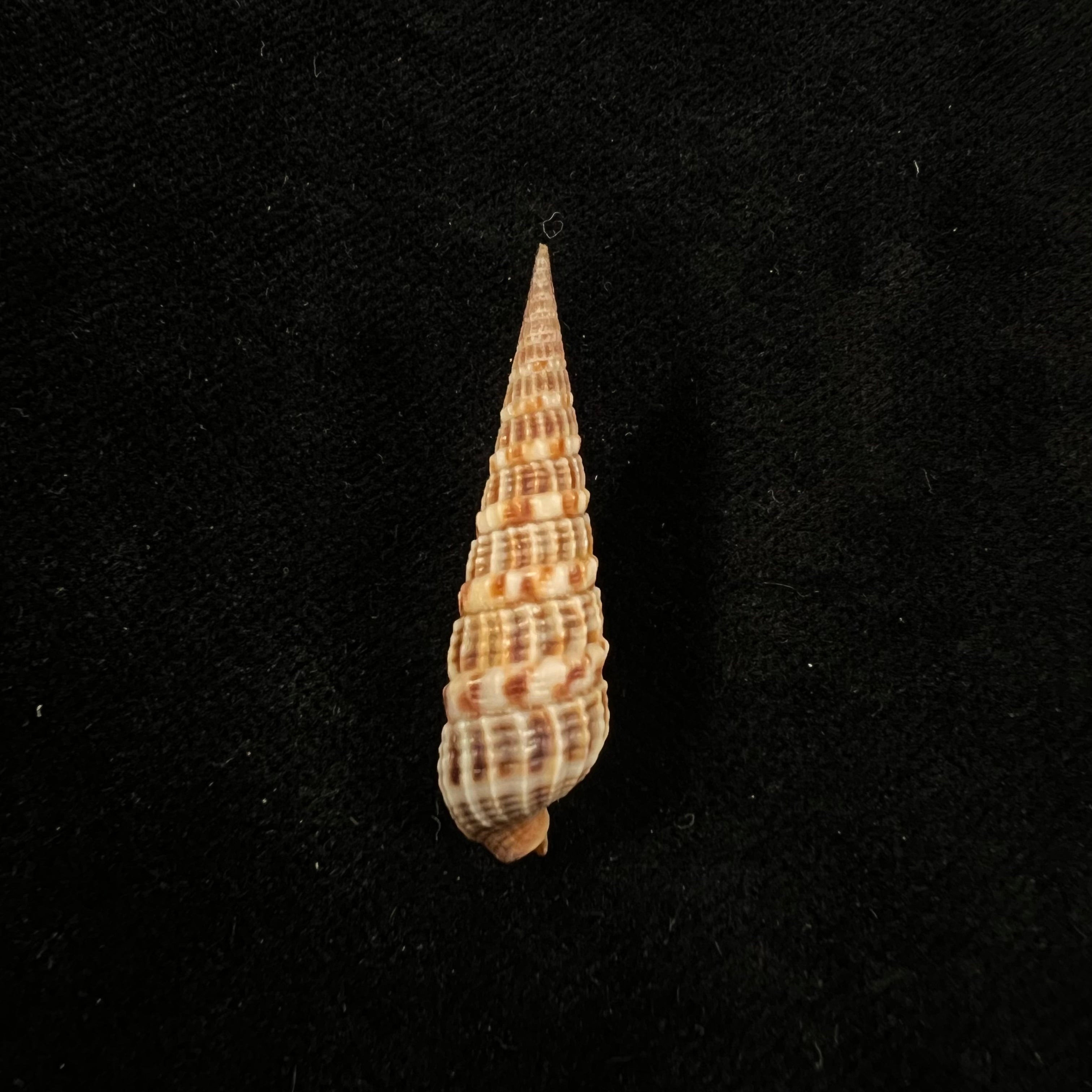 Neoterebra variegata (JE 灰色, 1834) - 35,1mm