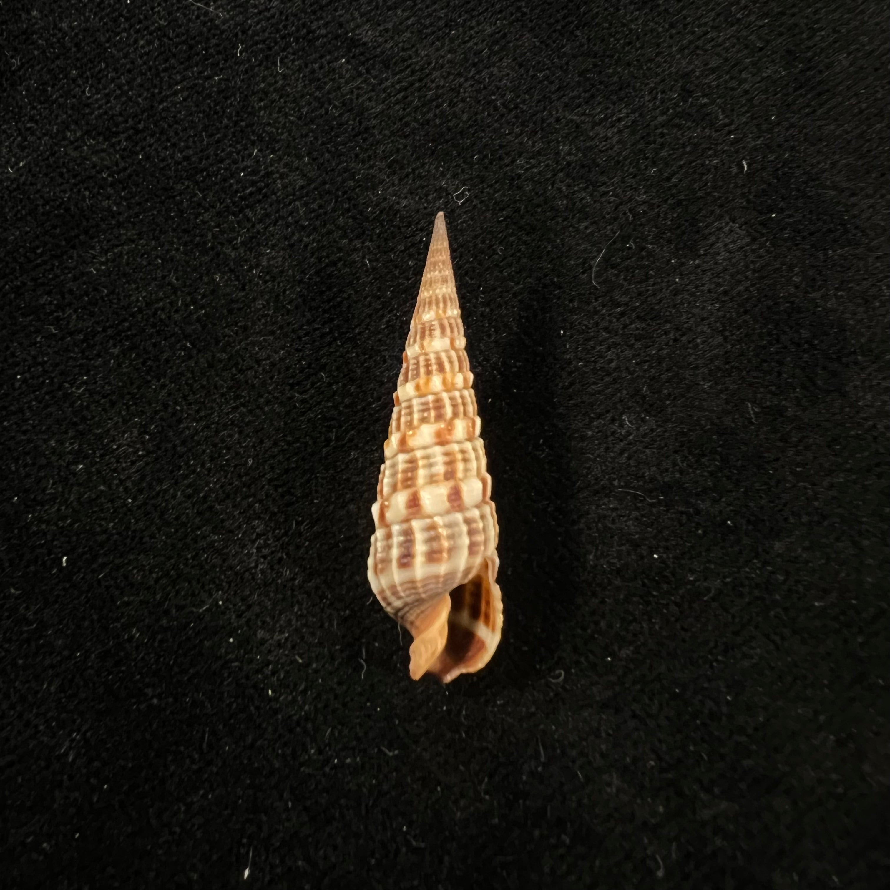 Neoterebra variegata (JE 灰色, 1834) - 35,1mm