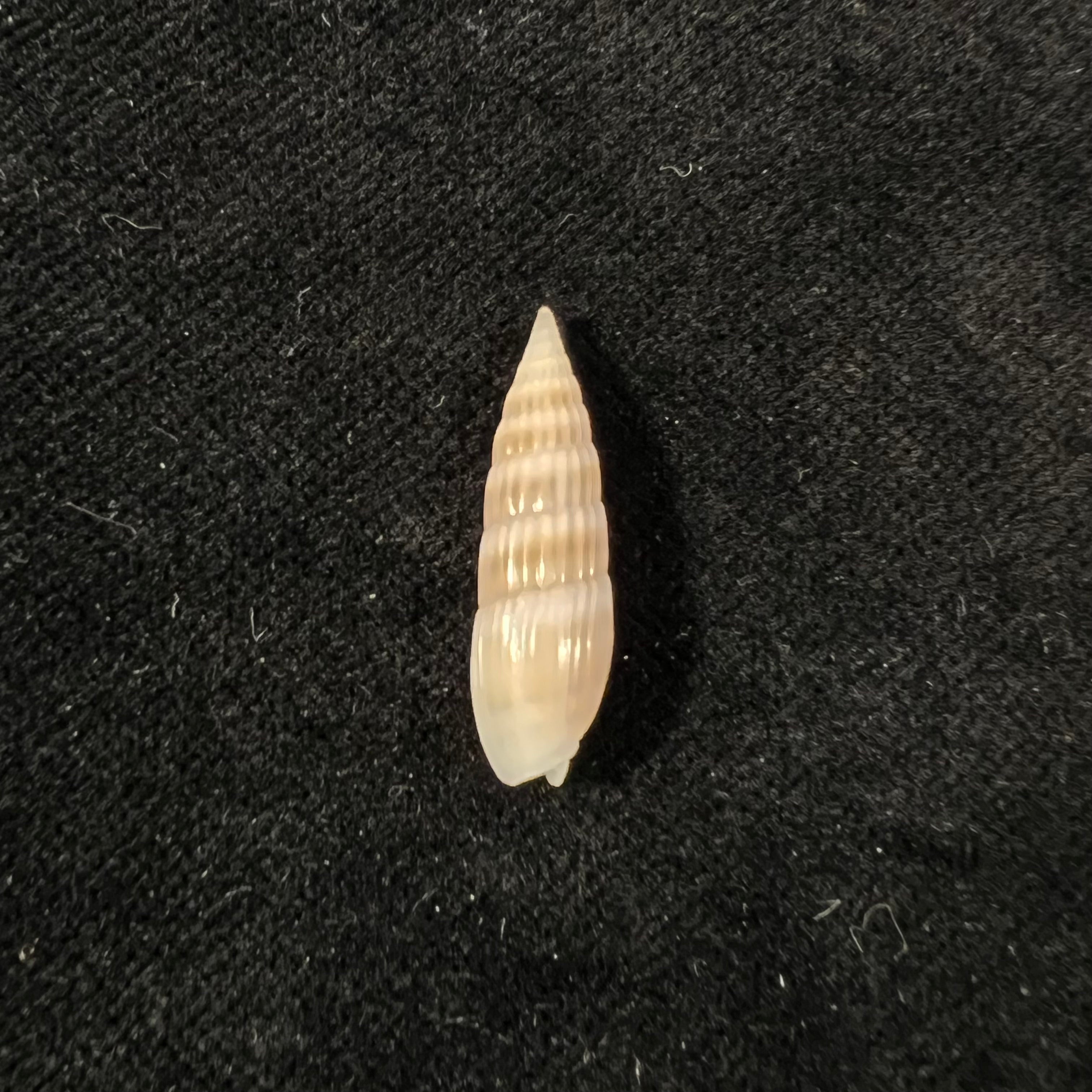 Hastula hastata (Gmelin, 1791) - 22,4mm