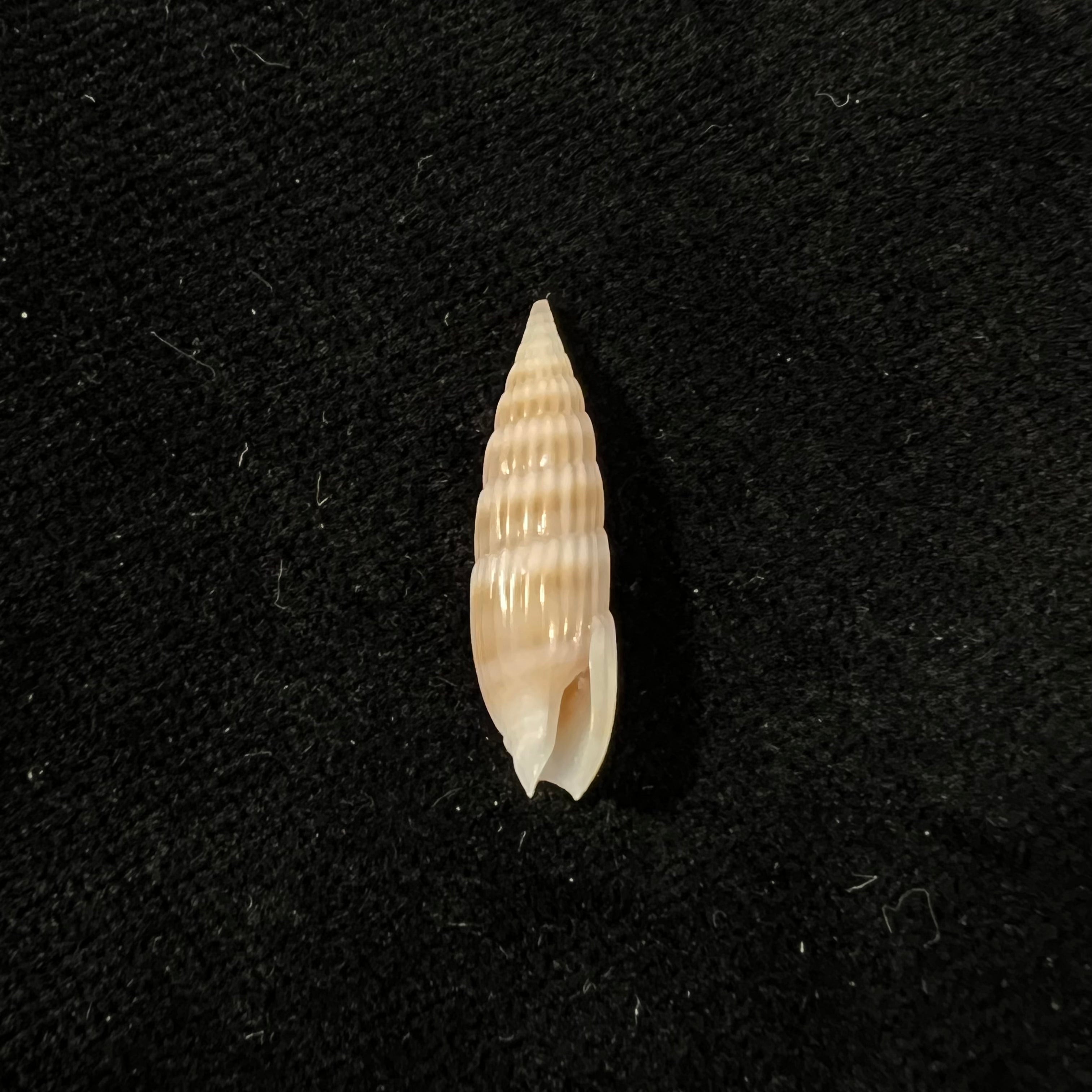 Hastula hastata (Gmelin, 1791) - 22,4mm