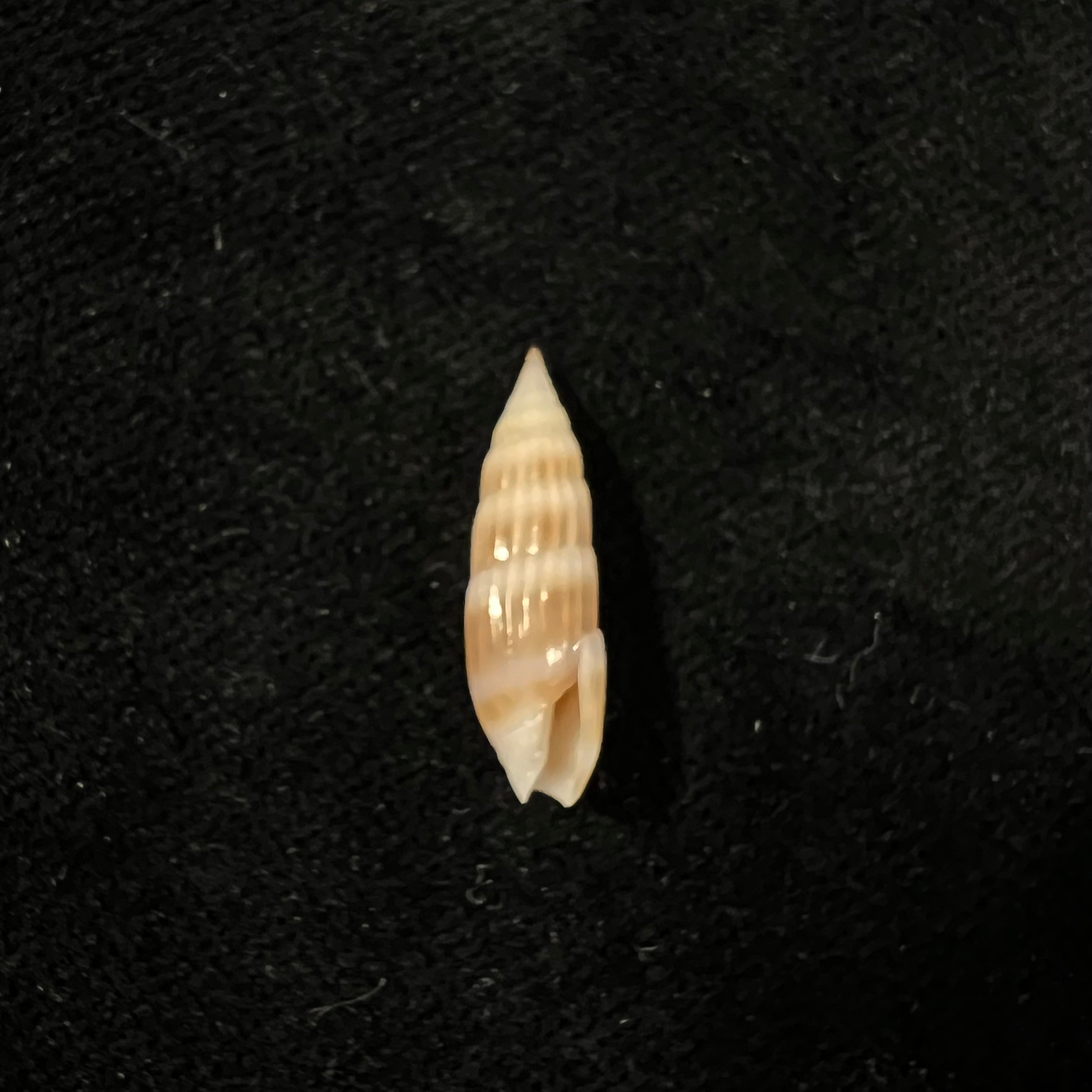 Hastula hastata (Gmelin, 1791) - 20,5mm
