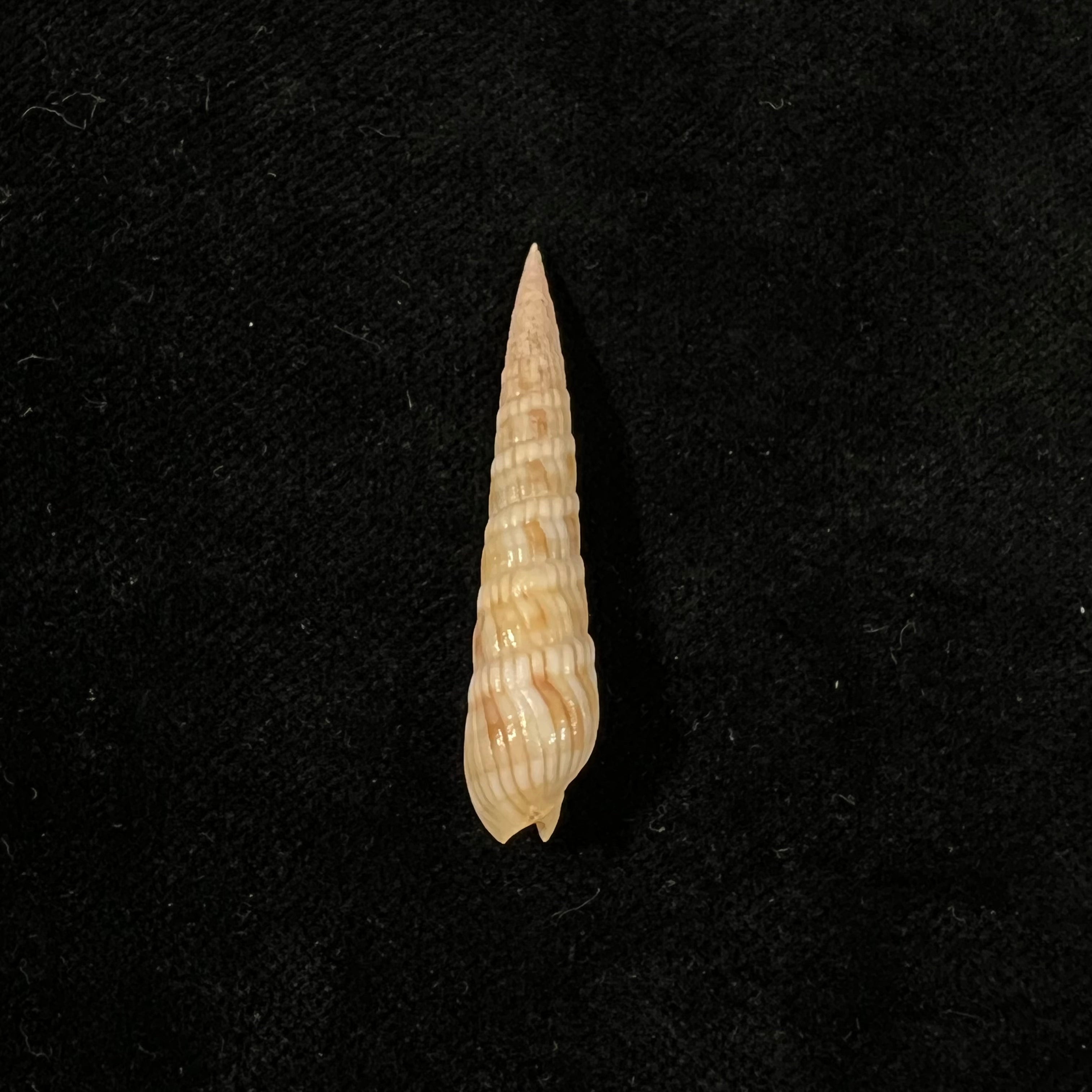 Myurella affinis (JE Gray, 1834) - 39,3mm