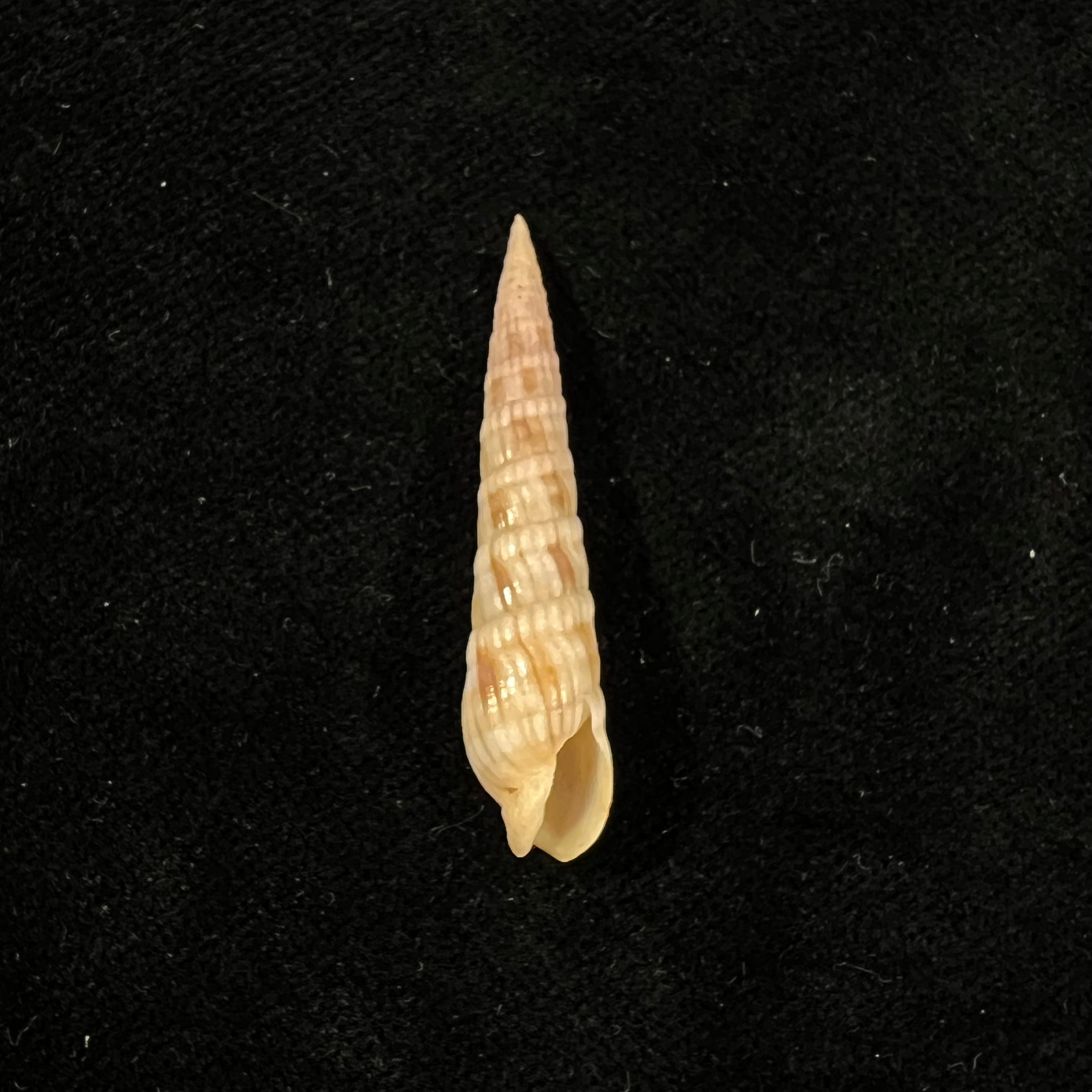 Myurella affinis (JE Gray, 1834) - 39,3mm