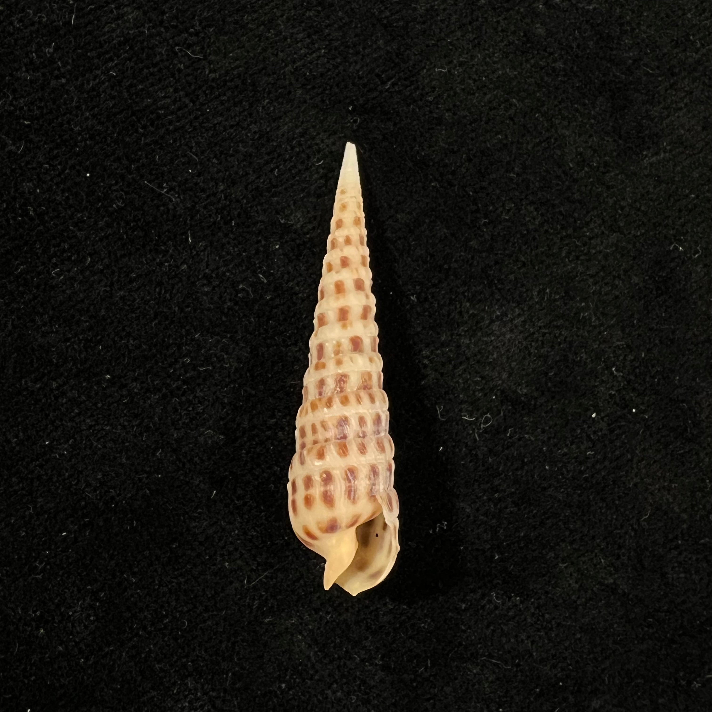 Terebra ornata 灰色,1834 - 45,1mm