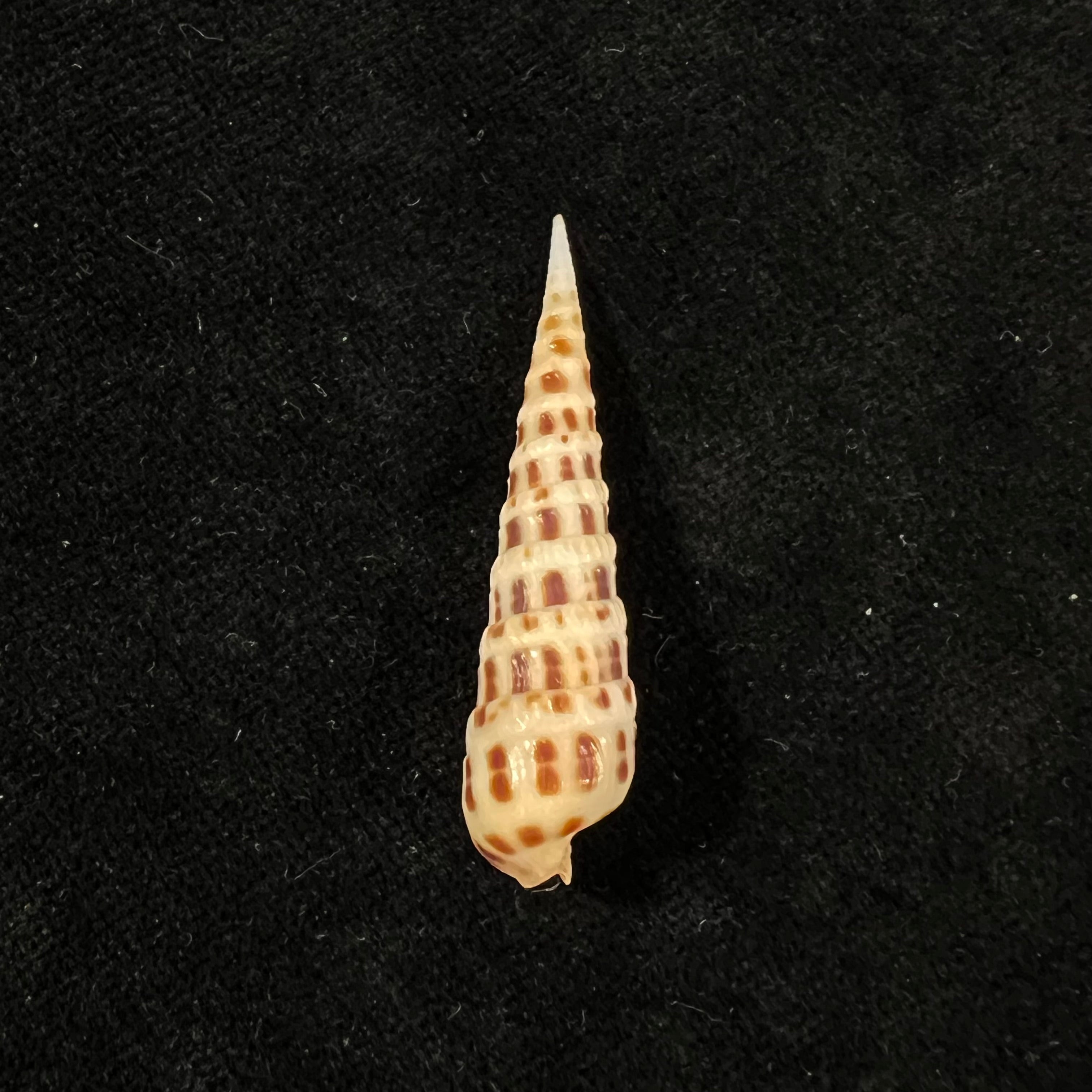 Terebra ornata 灰色,1834 年 - 41,7mm